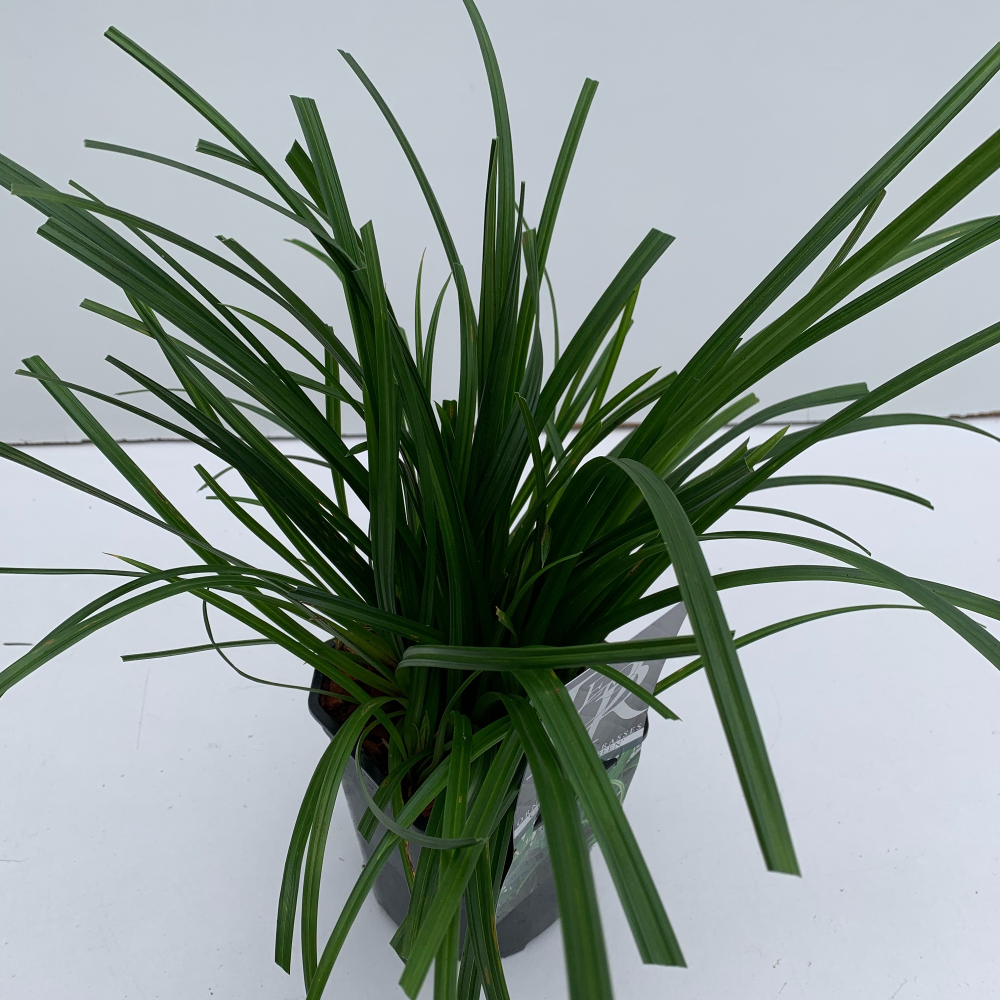 Carex 'Irisch Green', D 17 cm