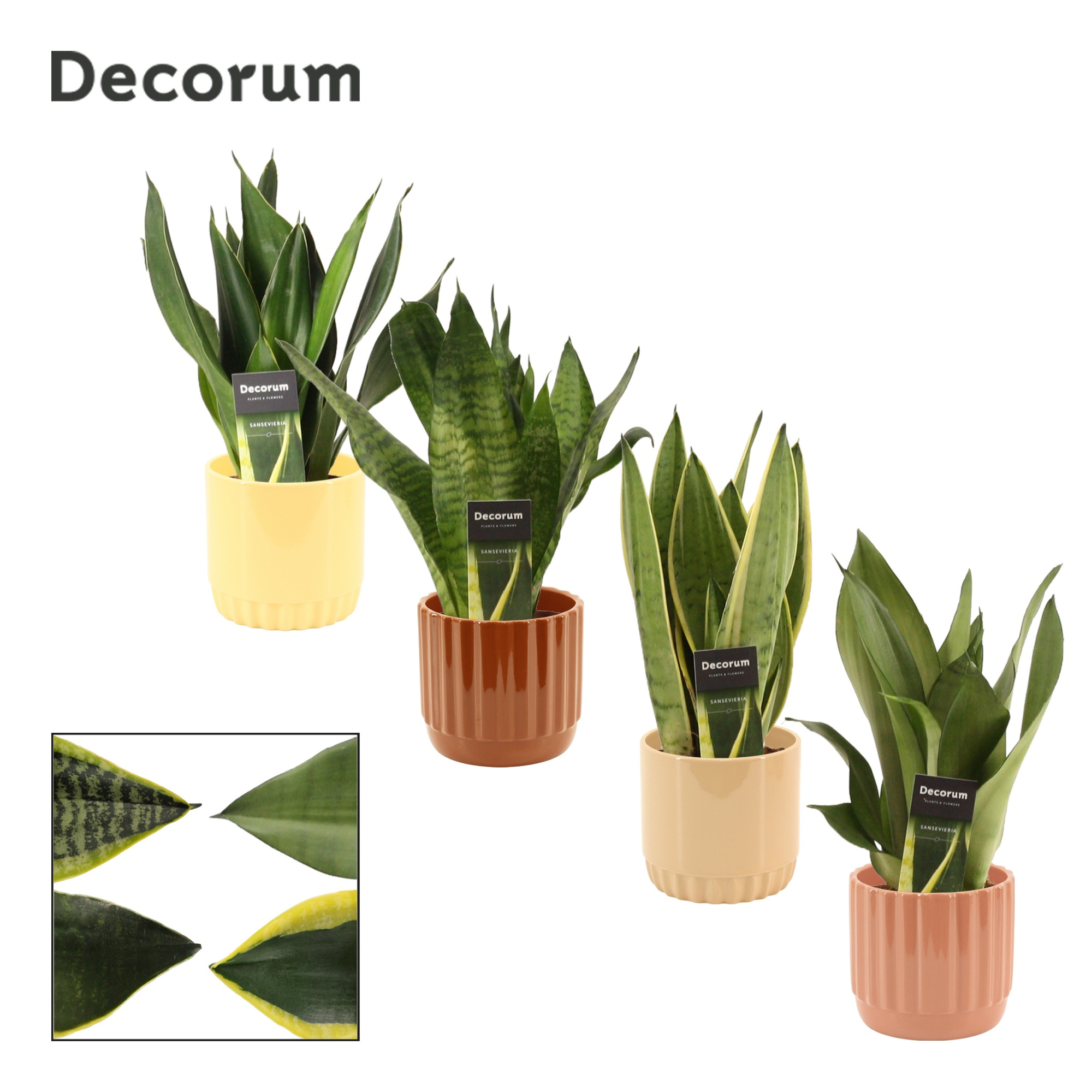 Sansevieria super mix 12 cm in Liam (Coffee blend-collection), D 12 cm