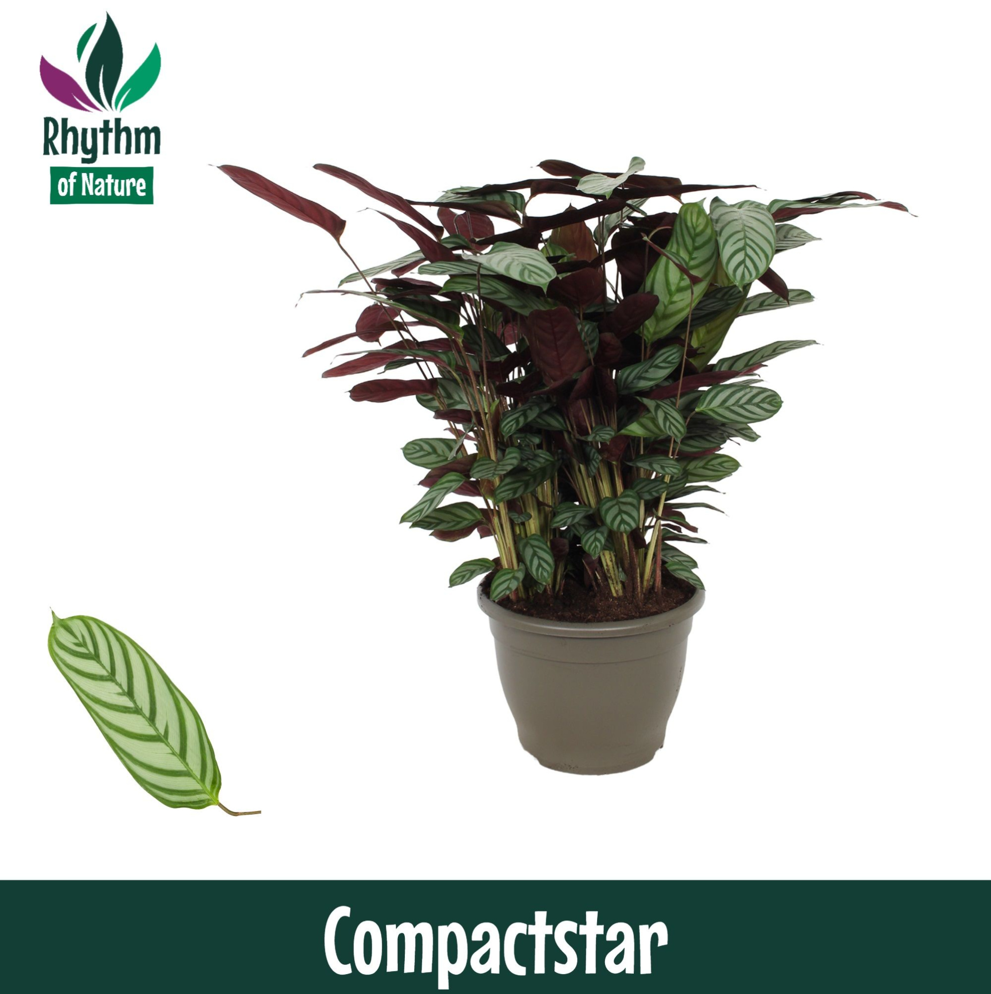 Calathea 32cm Compactstar Rhythm of Nature (Ctenanhte), D 32 cm