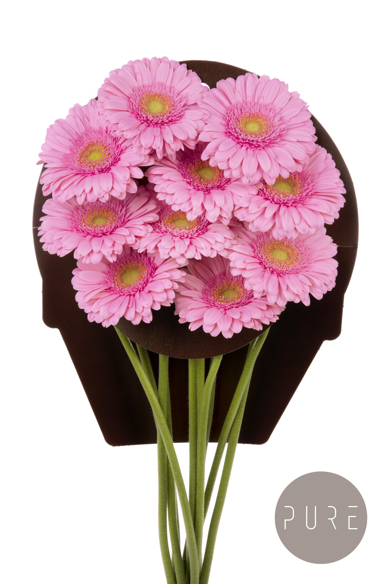 Гермини Кимси, шт.