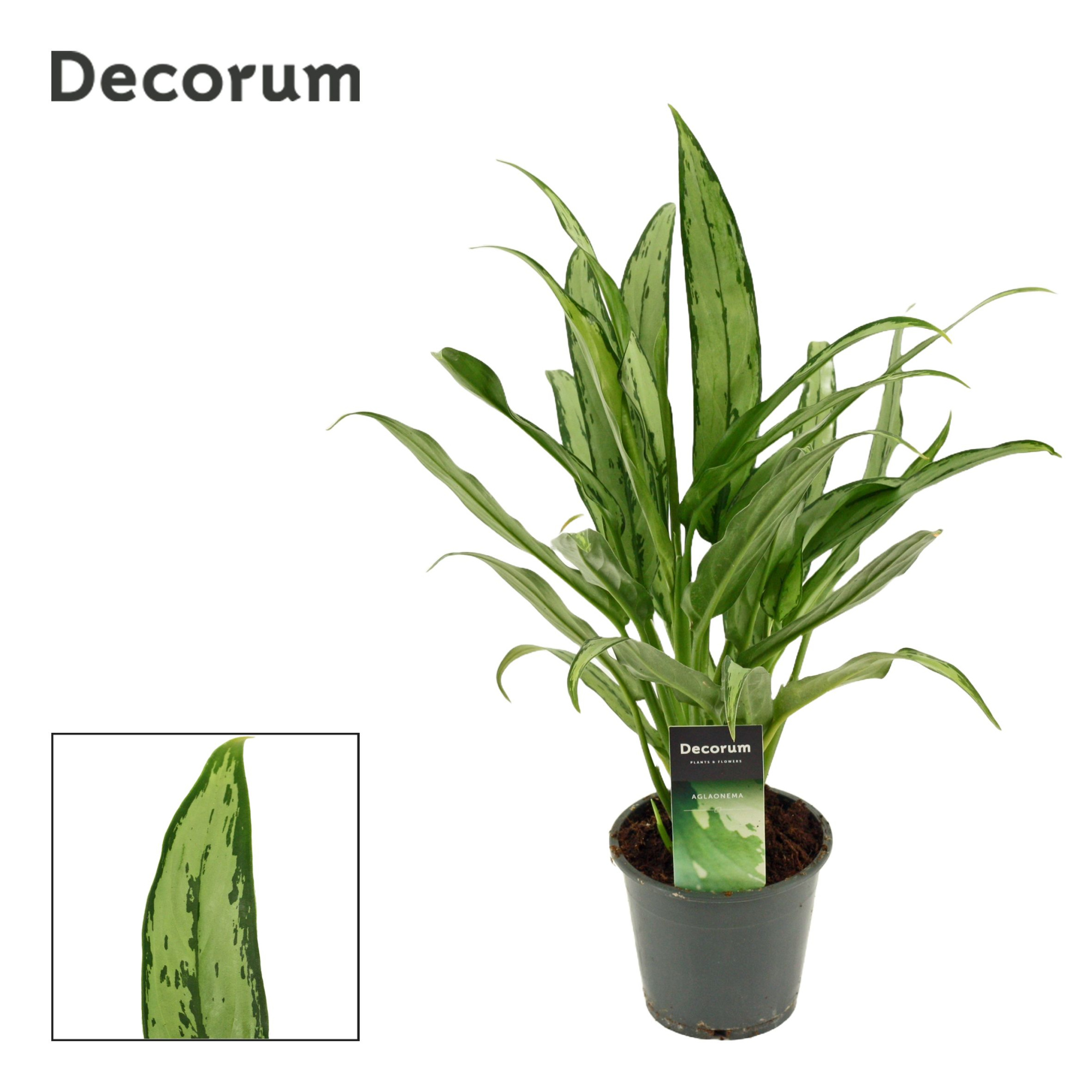 Aglaonema Cutlass 12 cm (Decorum), D 12 cm