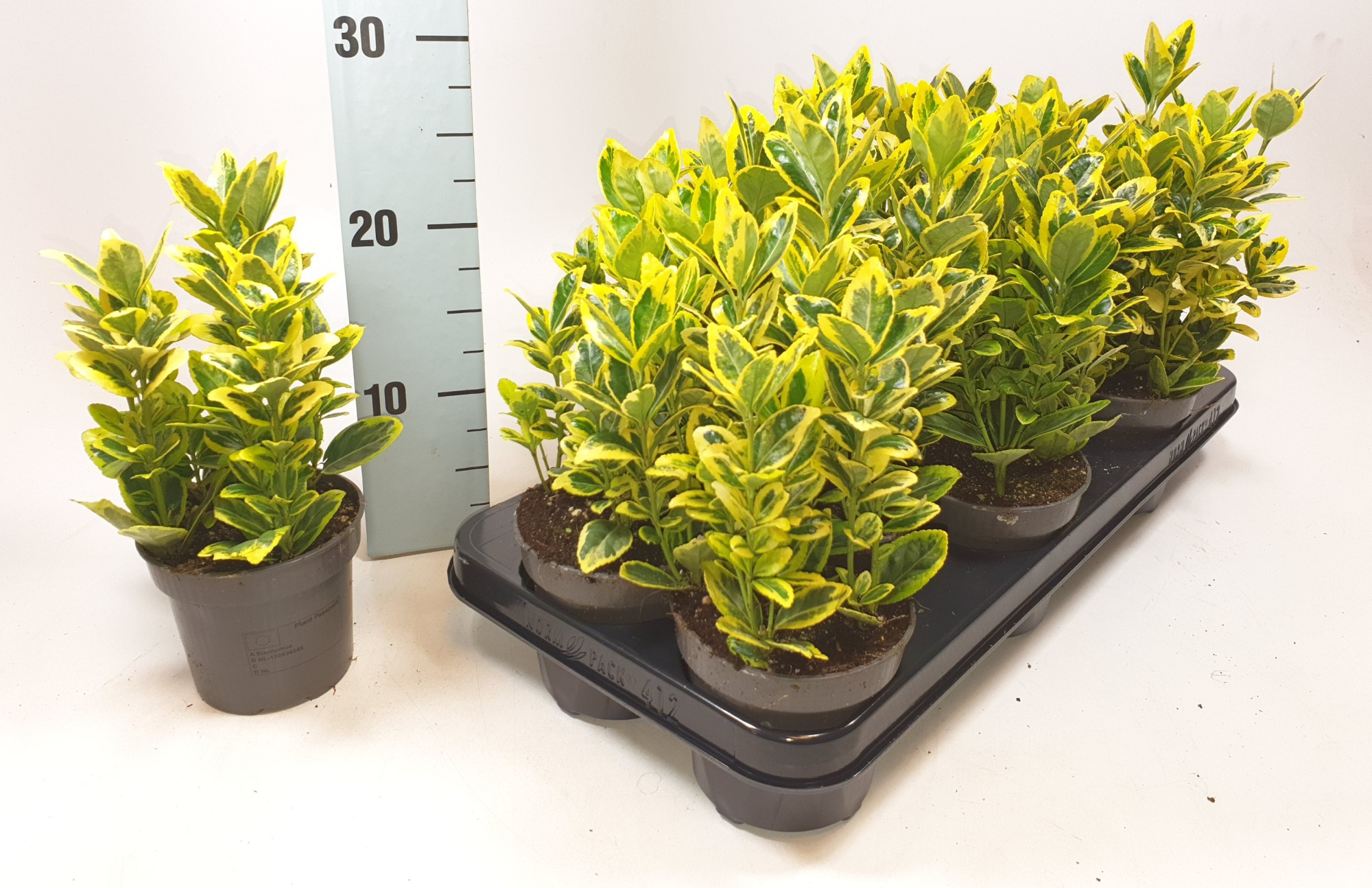 Euonymus jap. Marieke 9 cm, D 9 cm