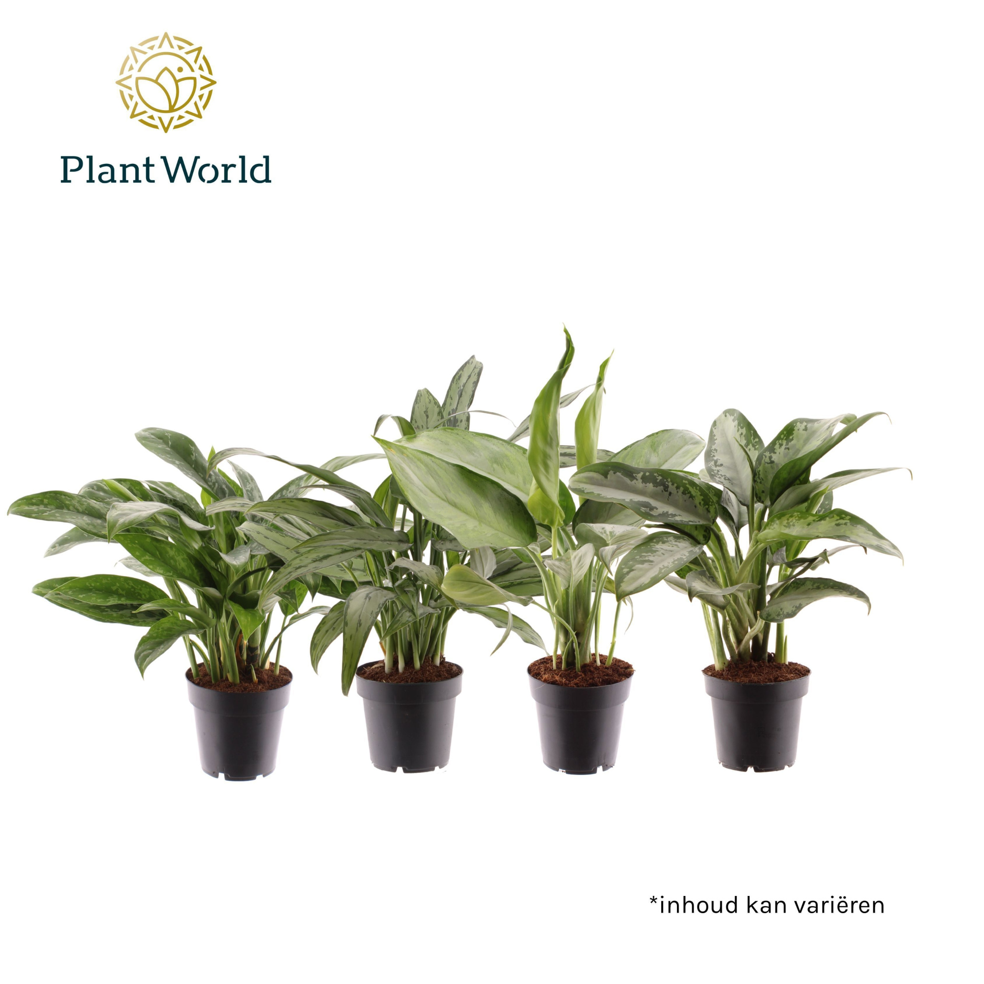 Aglaonema gemengd, D 12