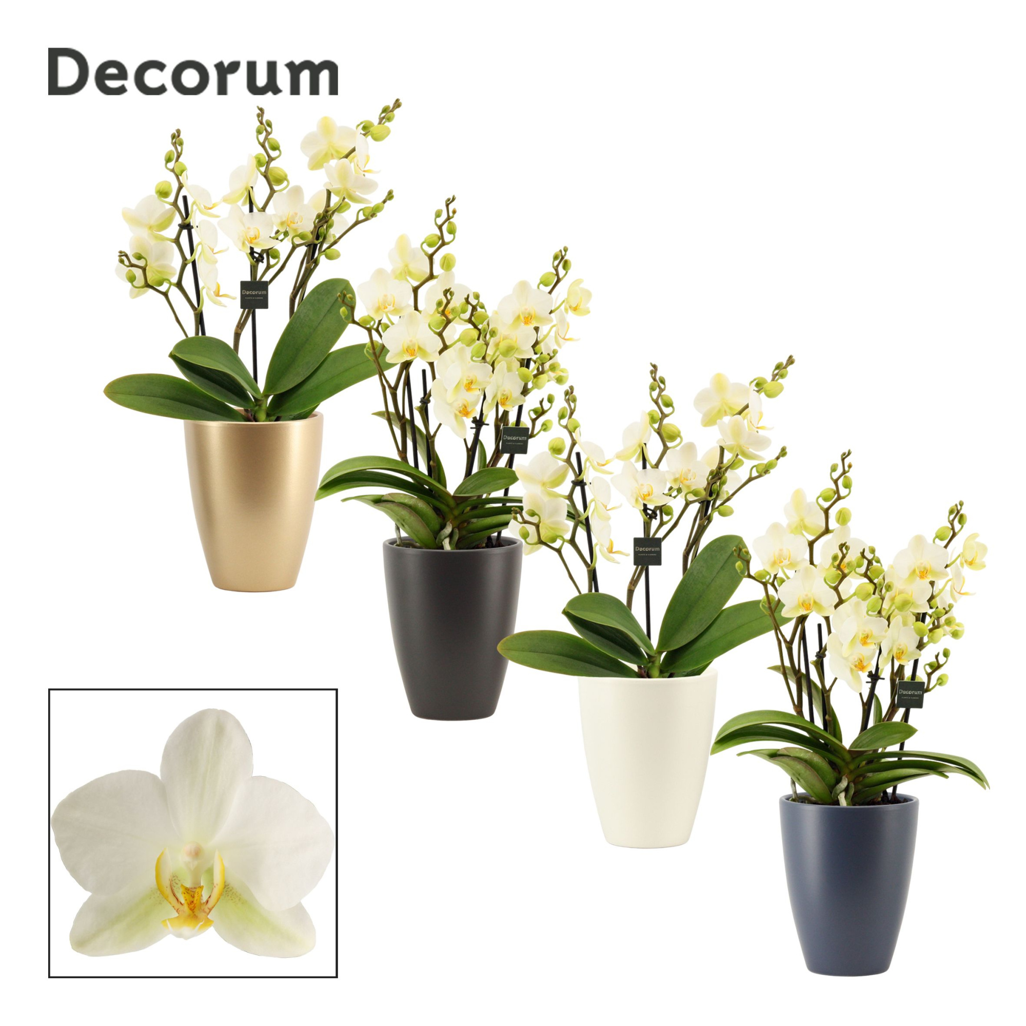 Phalaenopsis dazzling Lausanne 3-4 tak in Carly (Neo Architect-c, D 12 cm