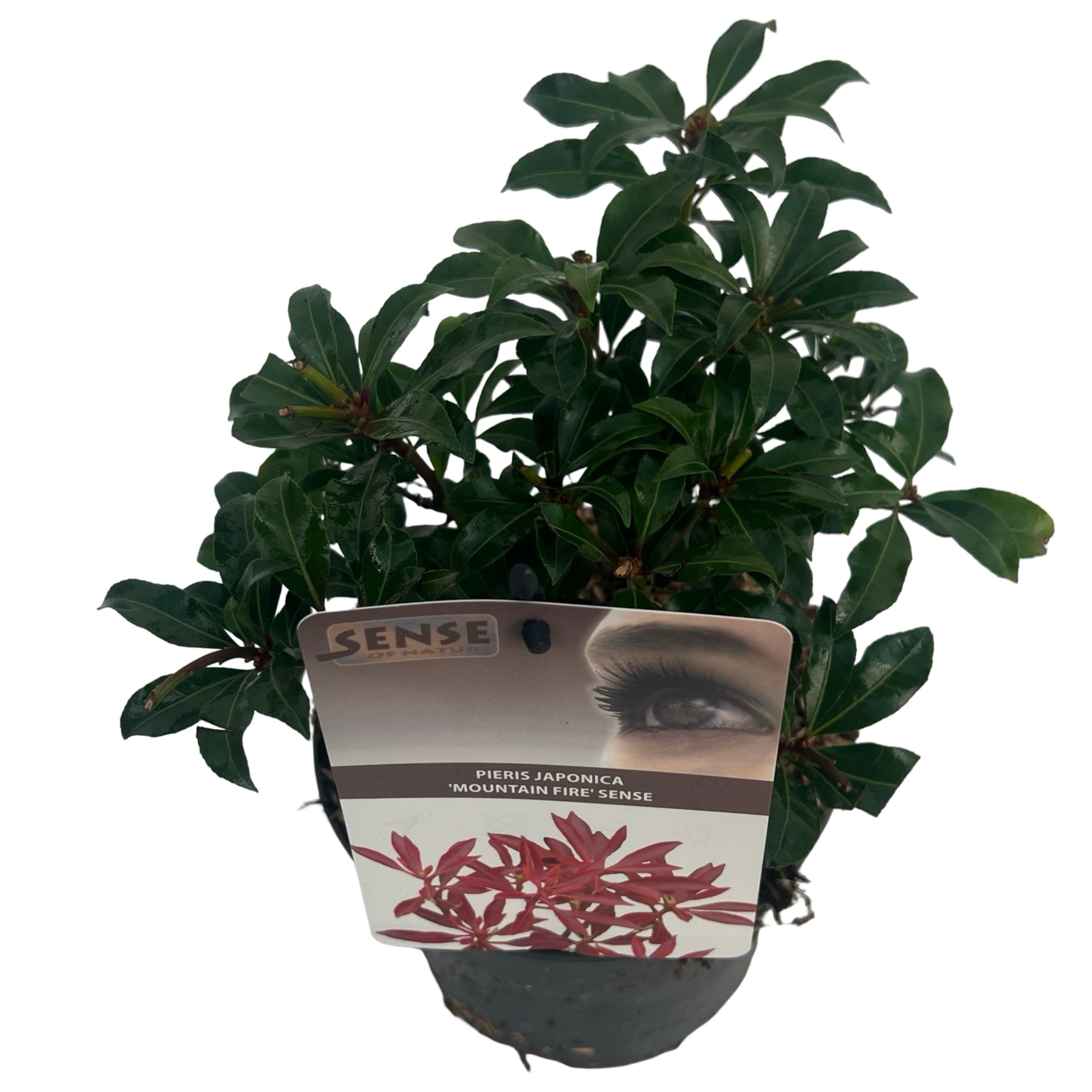 Pieris jap. 'Mountain Fire' sense, D 17