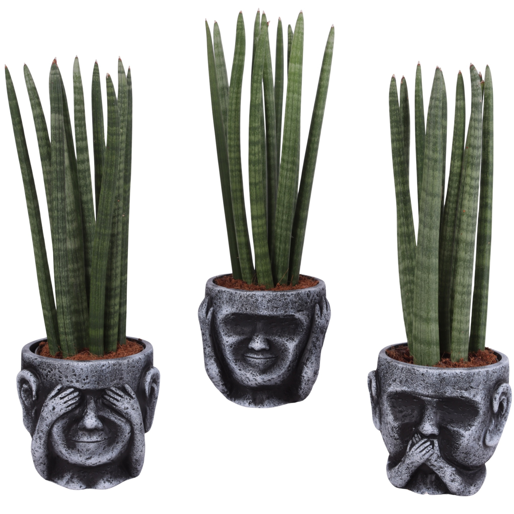 Sansevieria Cylindrica Straight 10 Leaf in Ceramic pot Ø15cm, D 15