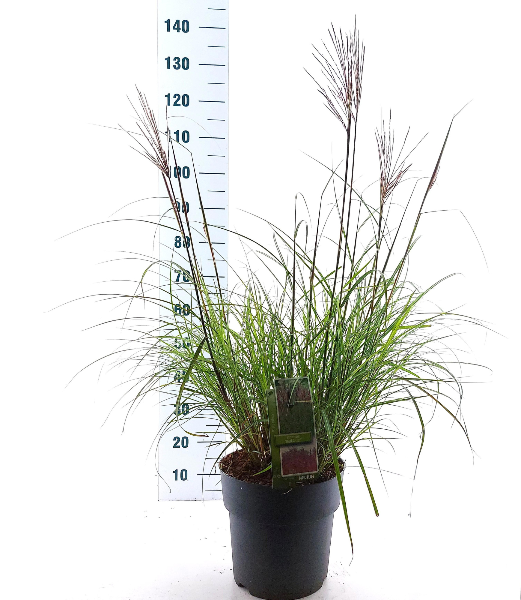 Miscanthus sin. 'Red Chief', D 29 cm