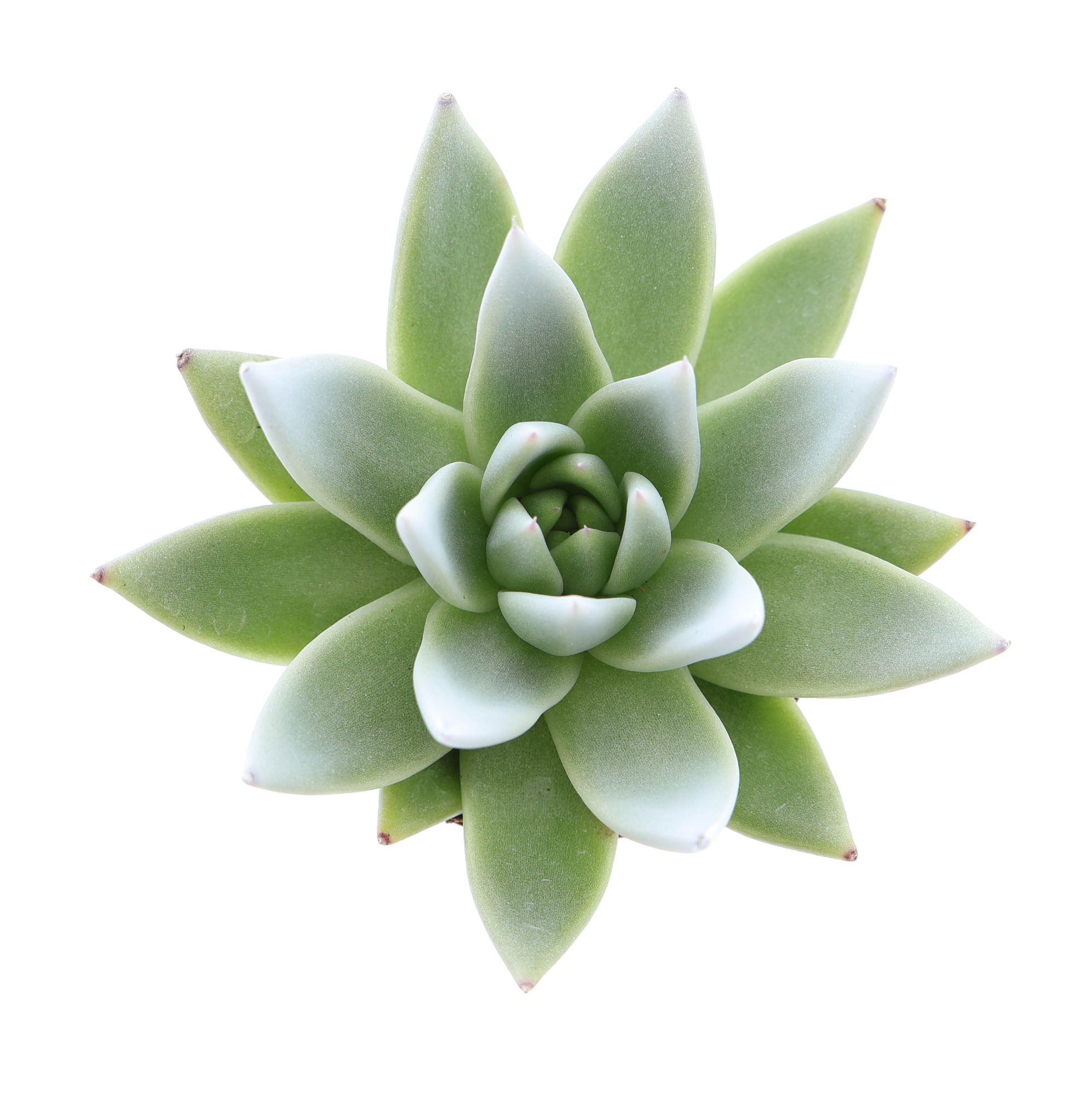 Miranda tips white, D 6