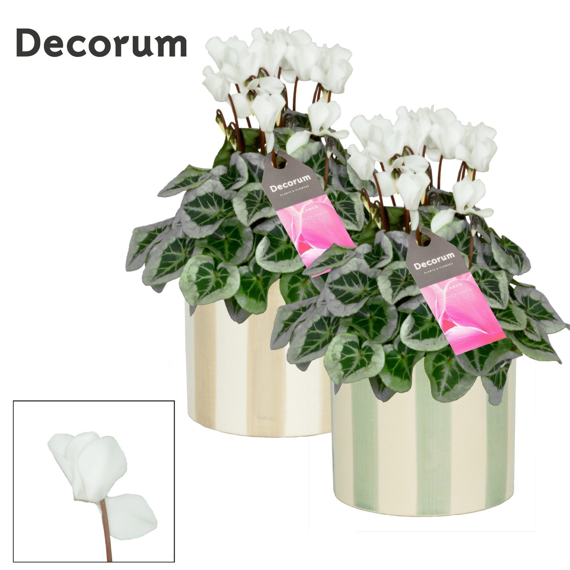 Cyclamen SS Picasso Wit Eline Decorum, D 14 cm
