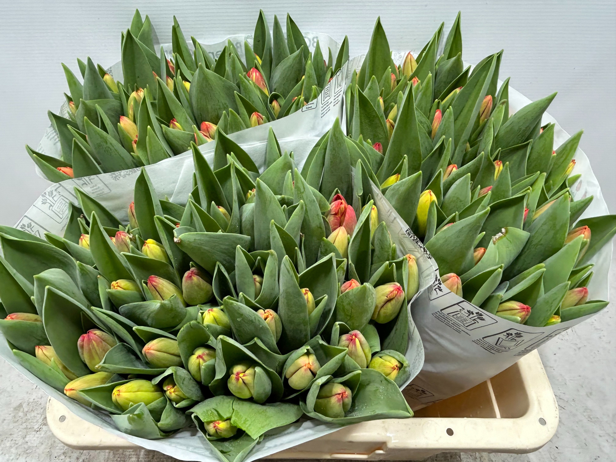 Тюльпан од. Овериг, шт.