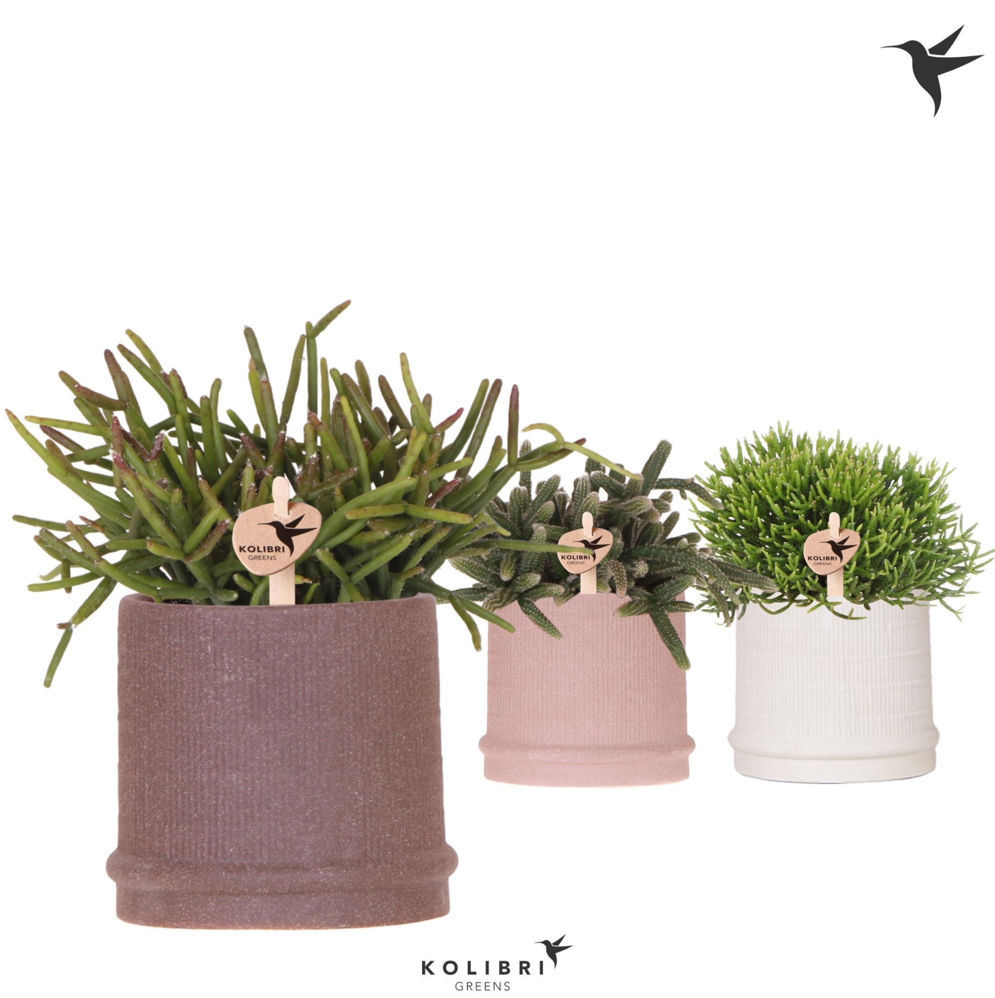 Kolibri Greens Rhipsalis mix in Bali pot mix, D 9 cm