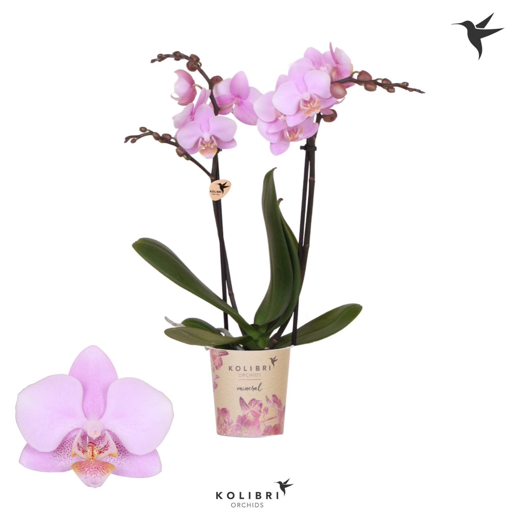 Kolibri Orchids Phalaenopsis Ecuador 2 spike, D 9