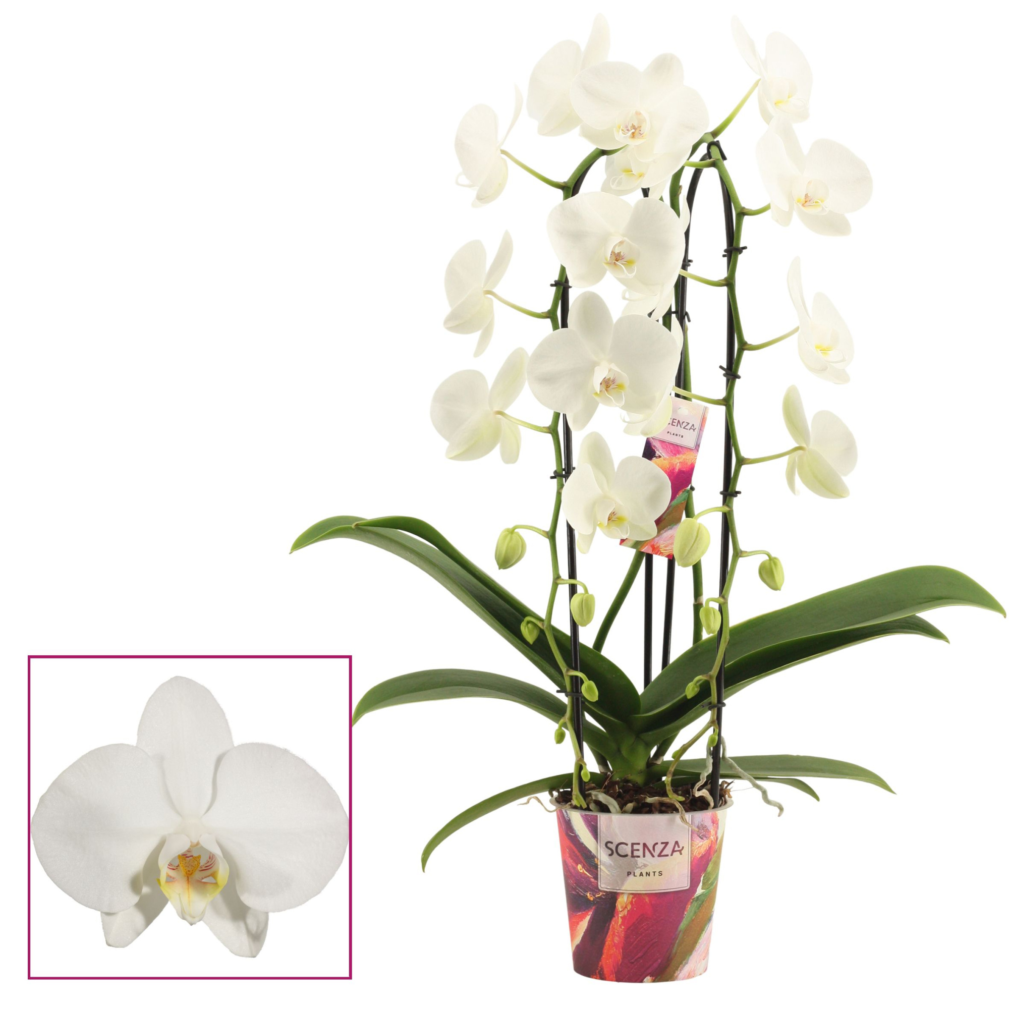 Phalaenopsis cascade 2 tak wit (Scenza), D 12
