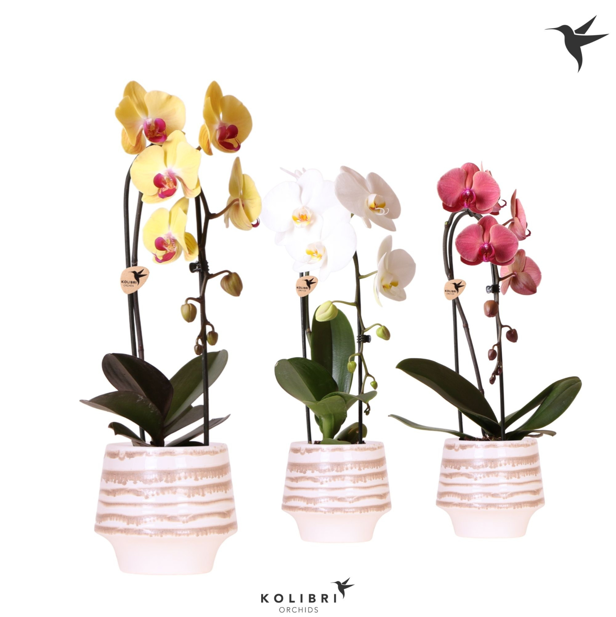 Kolibri Orchids Cascade Niagara Fall mix 1 spike in Moonstone pot white, D 12 cm