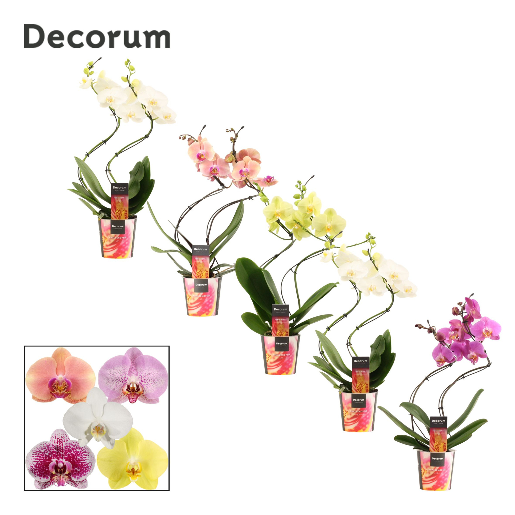 Phalaenopsis hurricane mix (Decorum), D 12