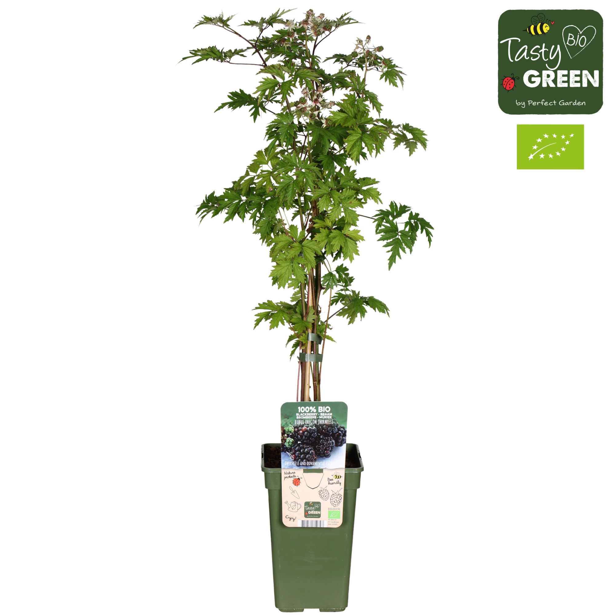Rubus fruticosus 'Thornless Evergreen' Bio P19, D 19 cm