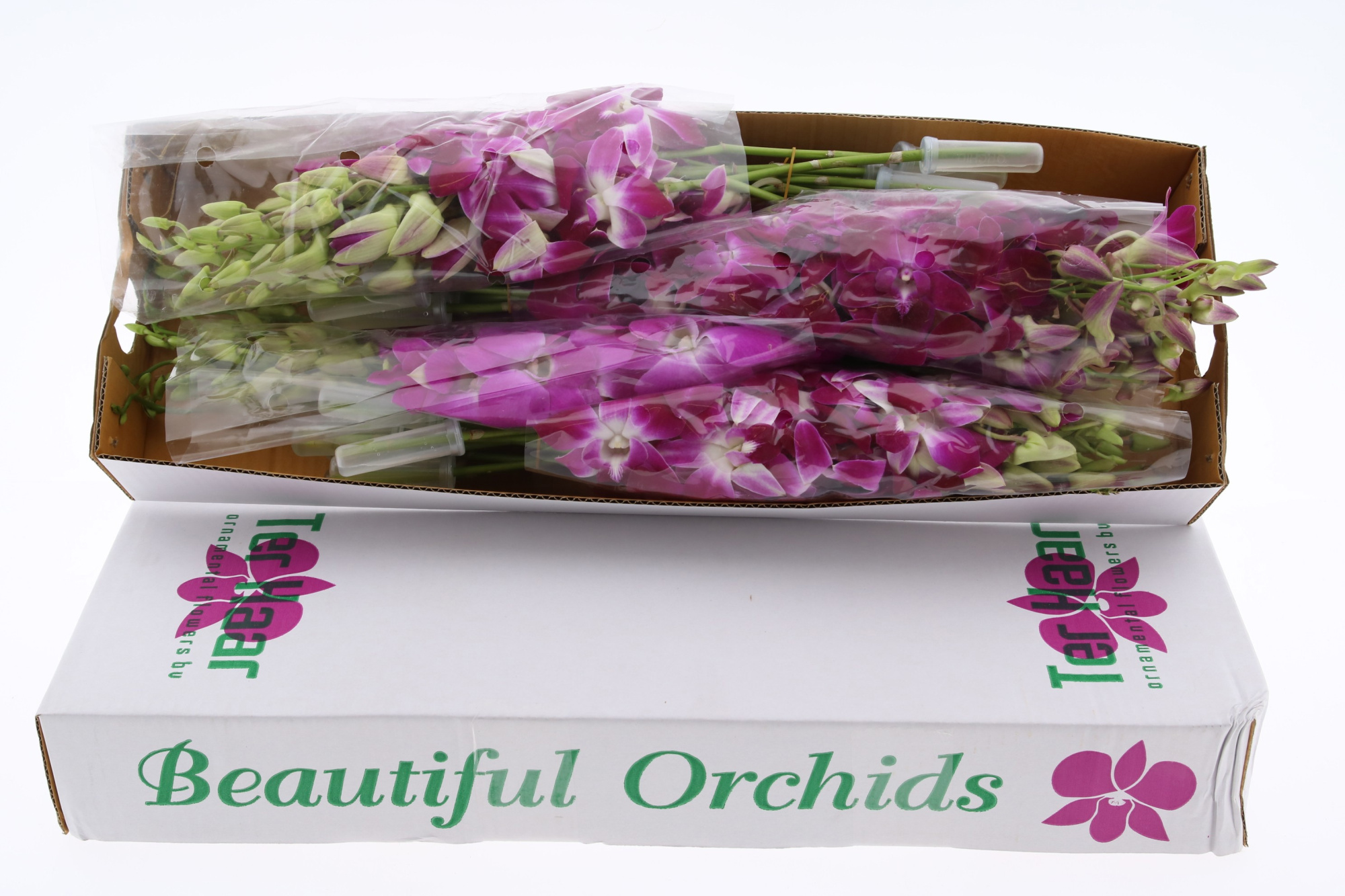 Дендробиум Овериг, шт.