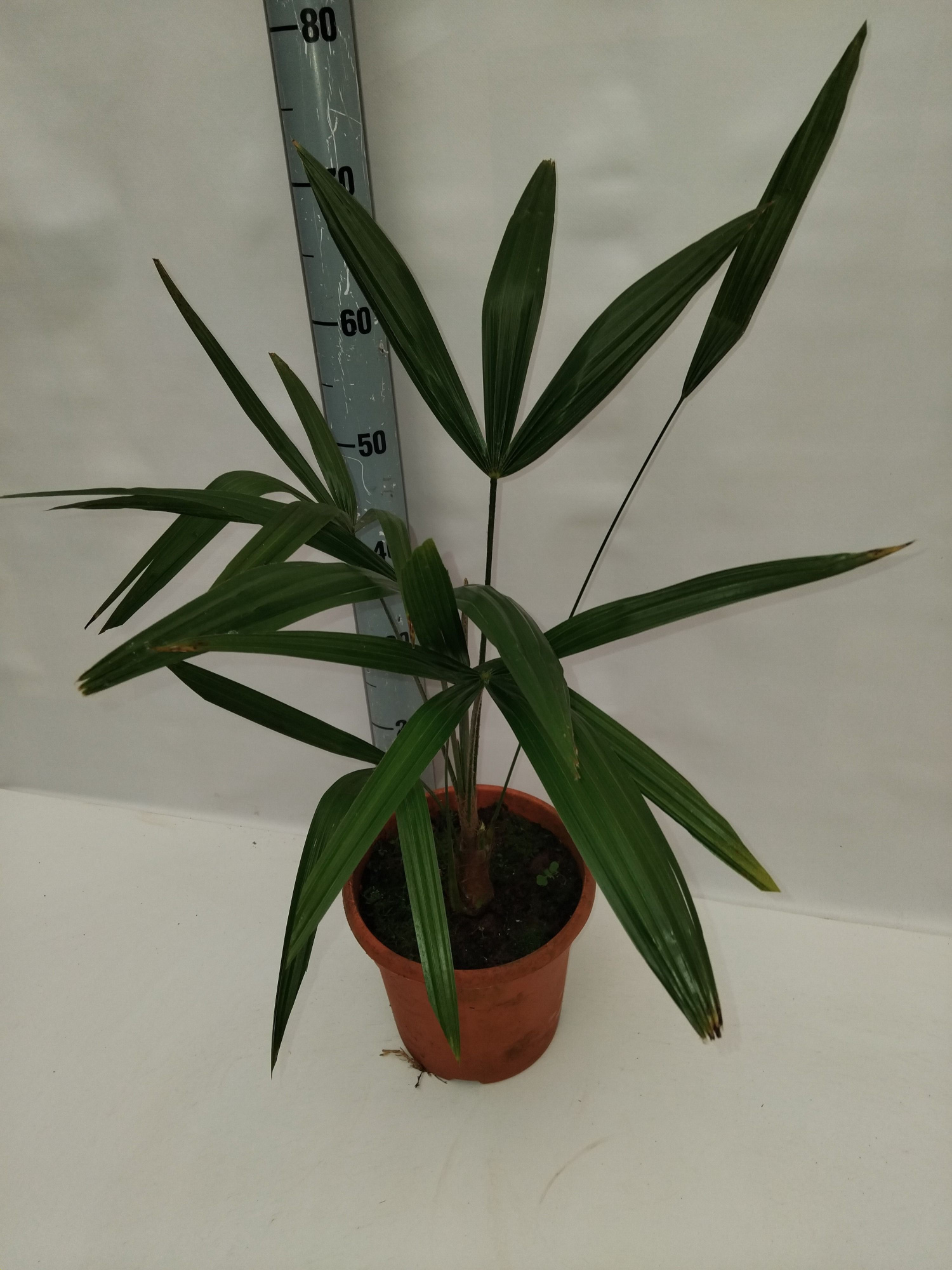 Trachycarpus fortunei, D 22 cm