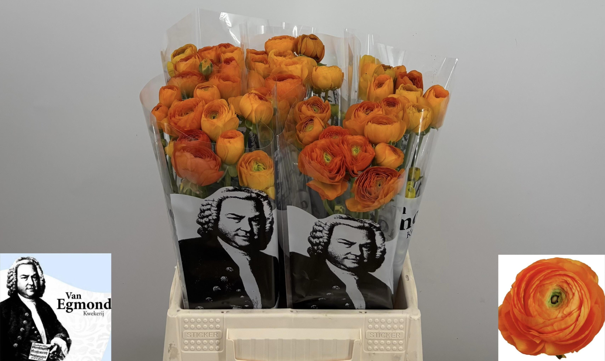 Ранункулус Элеганс Оранж 45, шт.