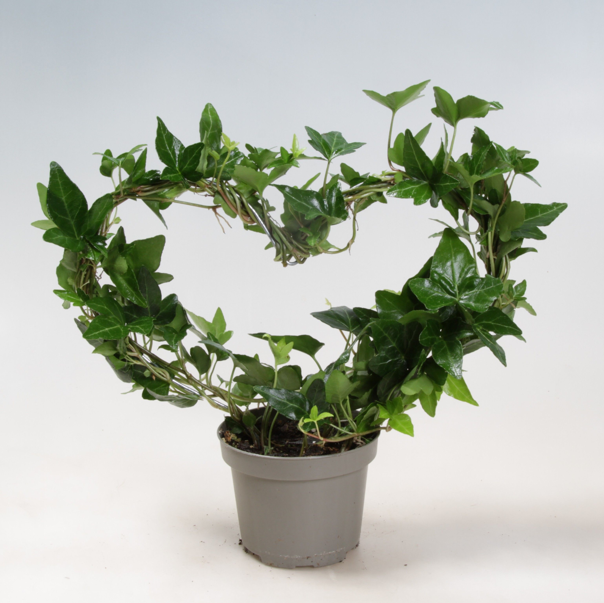 Hedera Helix Heart 9 cm, D 9