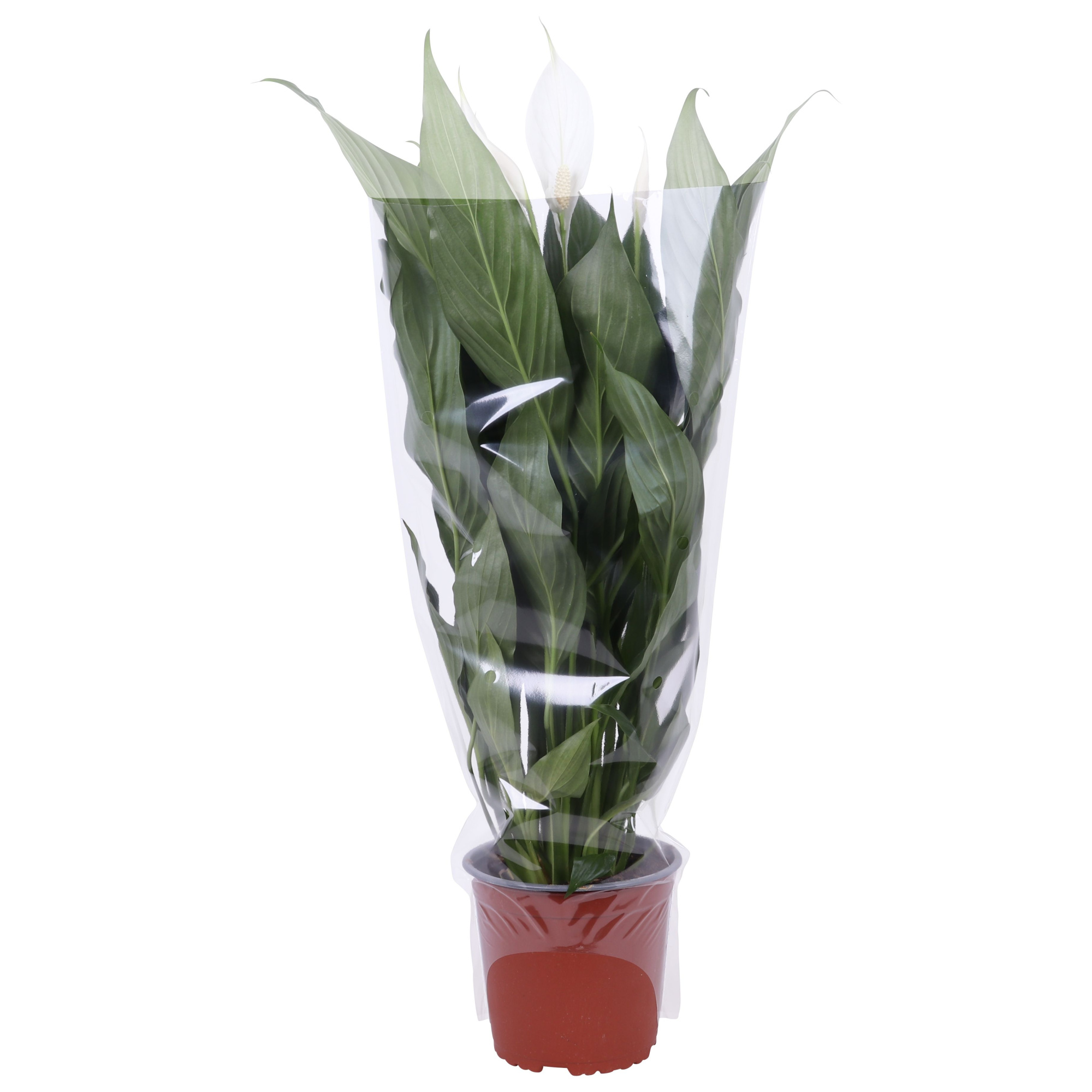 Spathiphyllum Bingo Cupido 17cm blanco hoes (8870), D 17