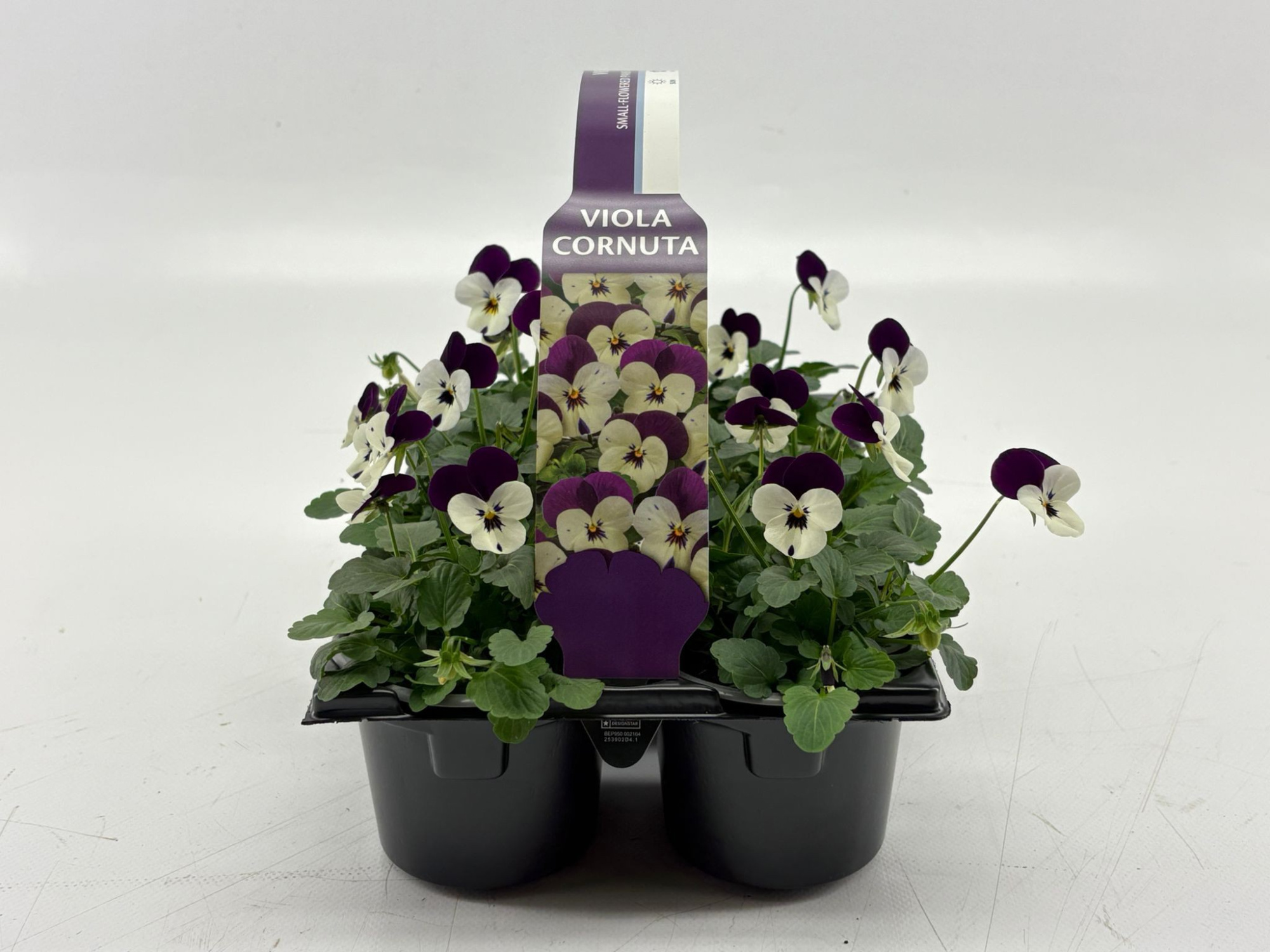 Sixpack Viola Cornuta Violet en White, D 9