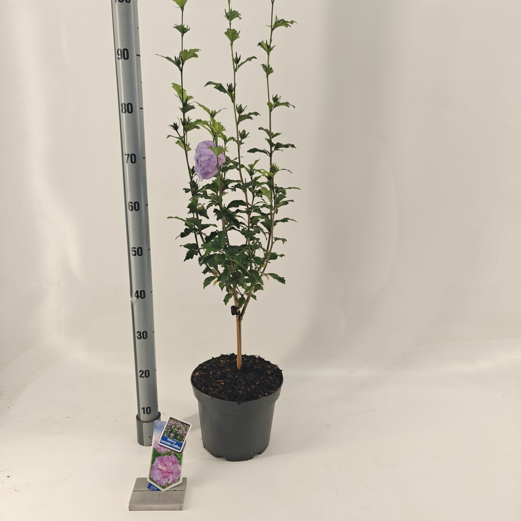 Hibiscus syr. Lavender Chiffon ('Notwoodone'PBR) -- op stam, D 23 cm