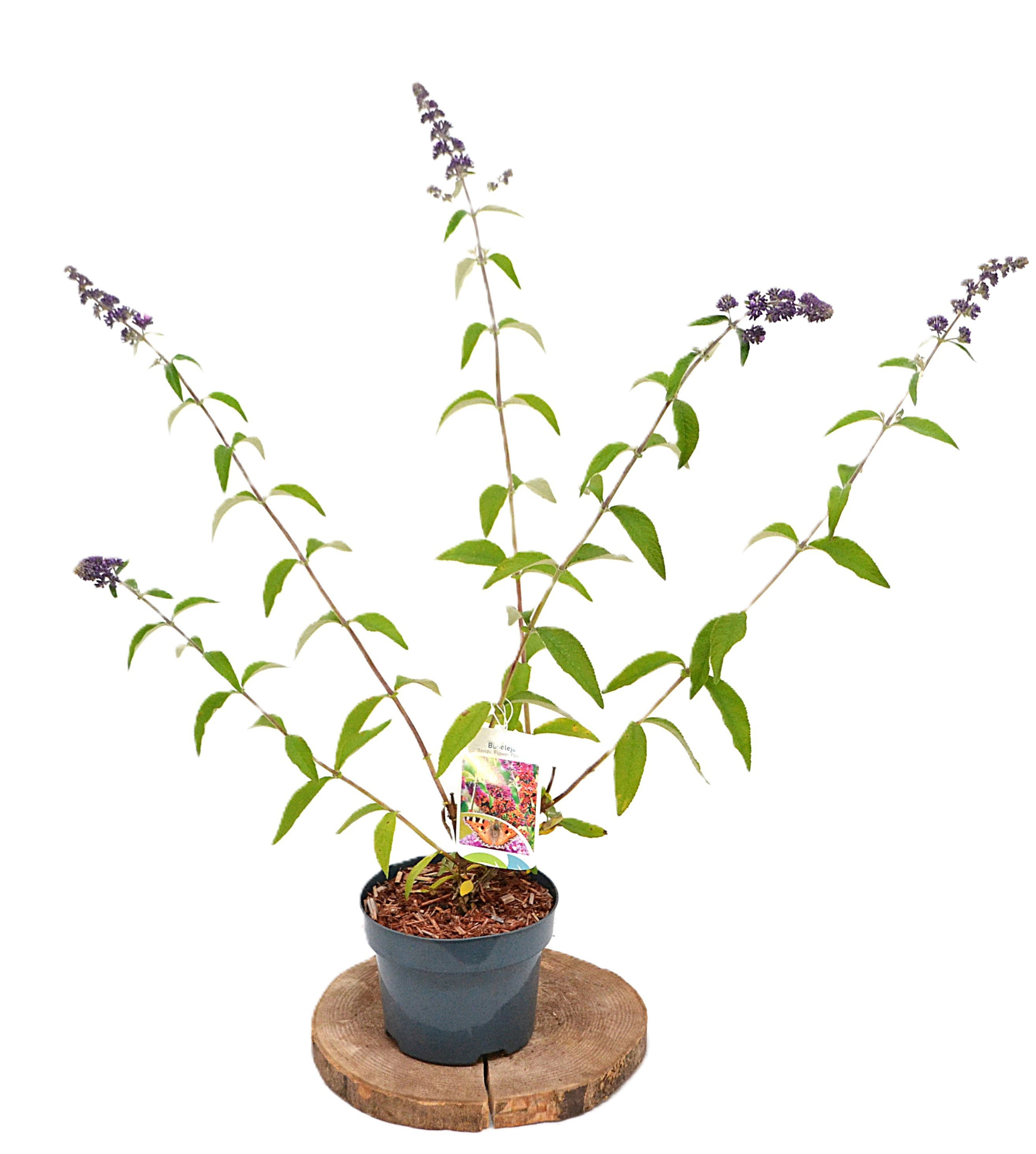 Buddleja weyer Flower Power C2, D 17