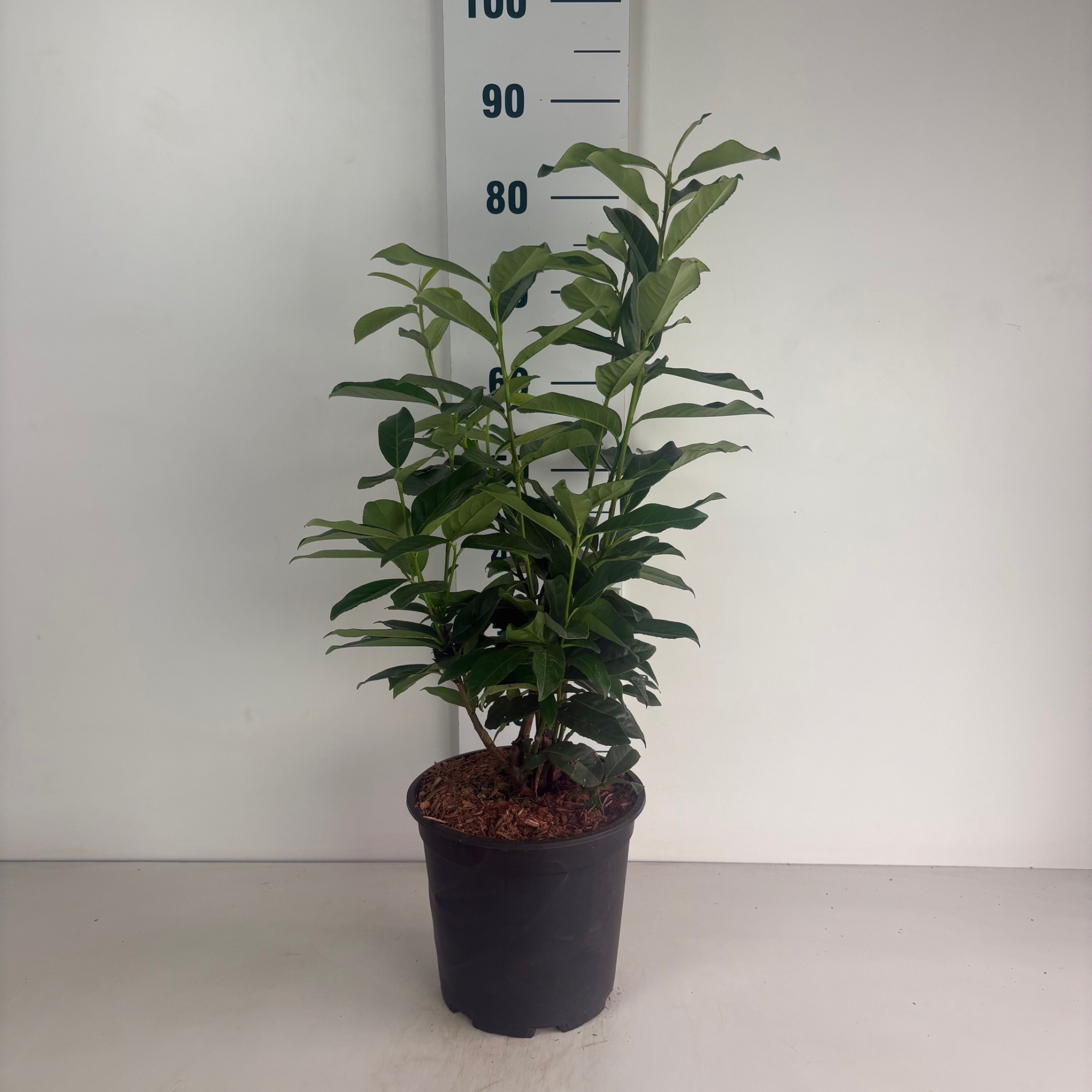 Prunus laur.'Mariblon' Genolia, D 24 cm