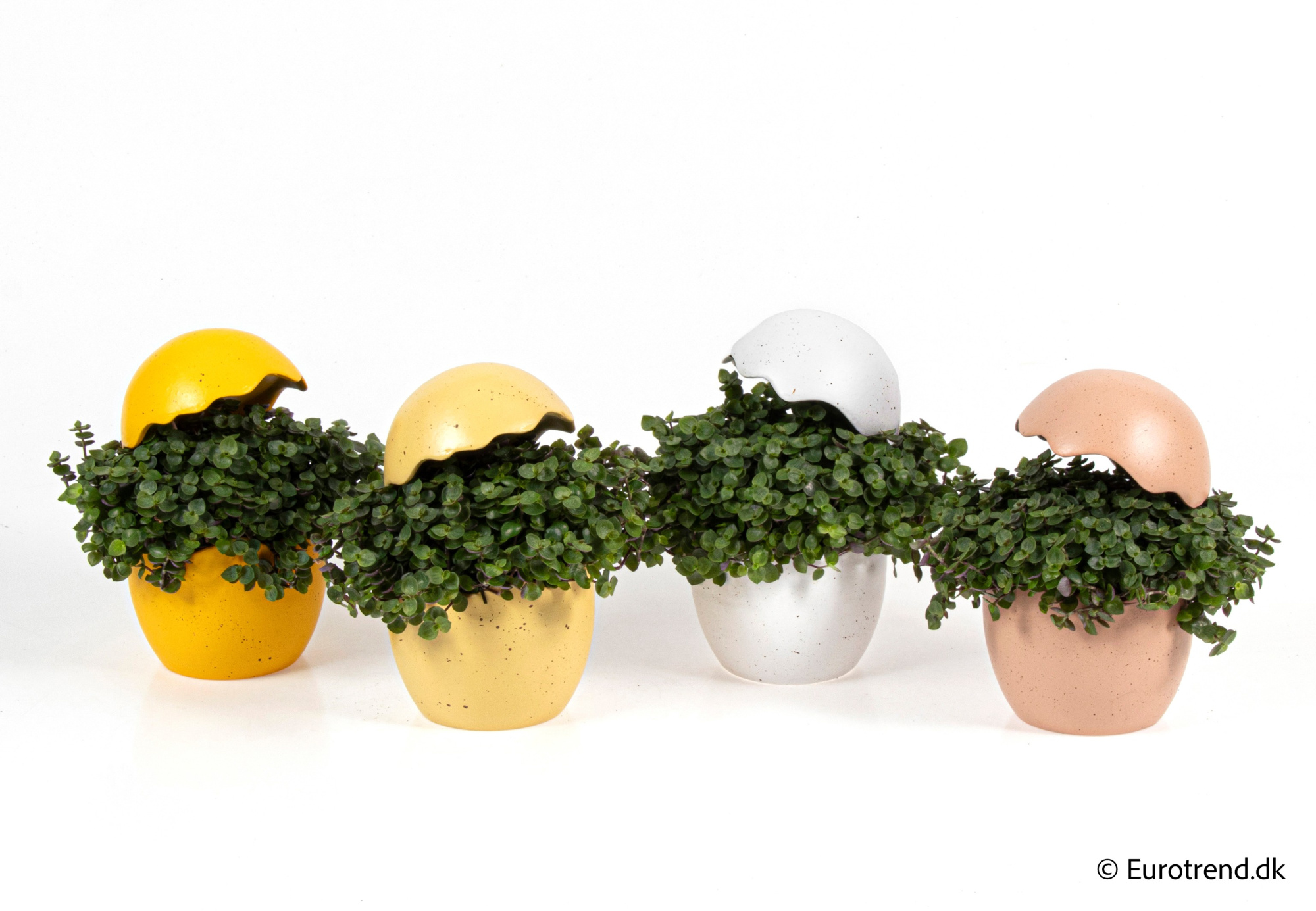 Callisia in Easter ceramic 2026, D 10,5