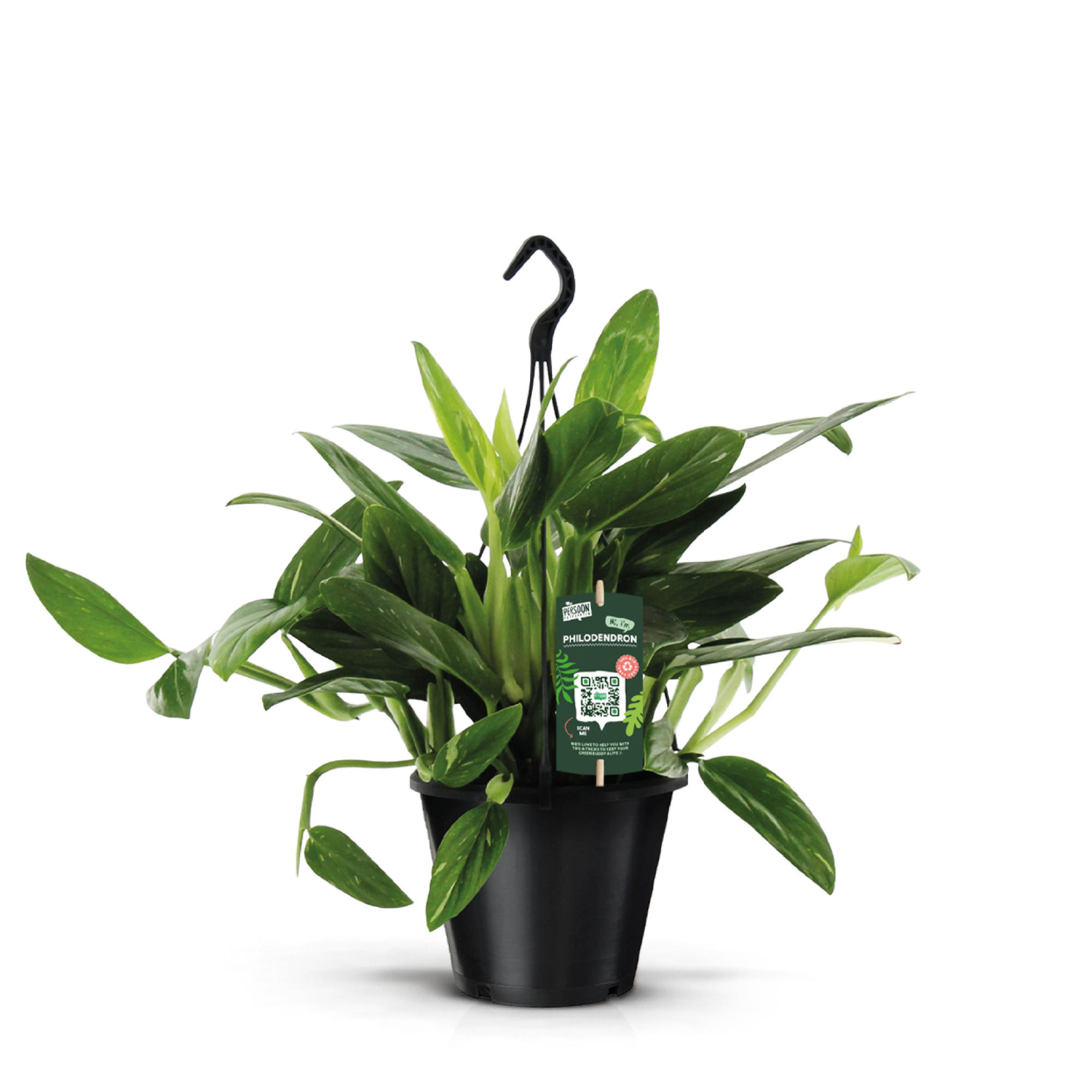 Philodendron Cobra Hang, D 19