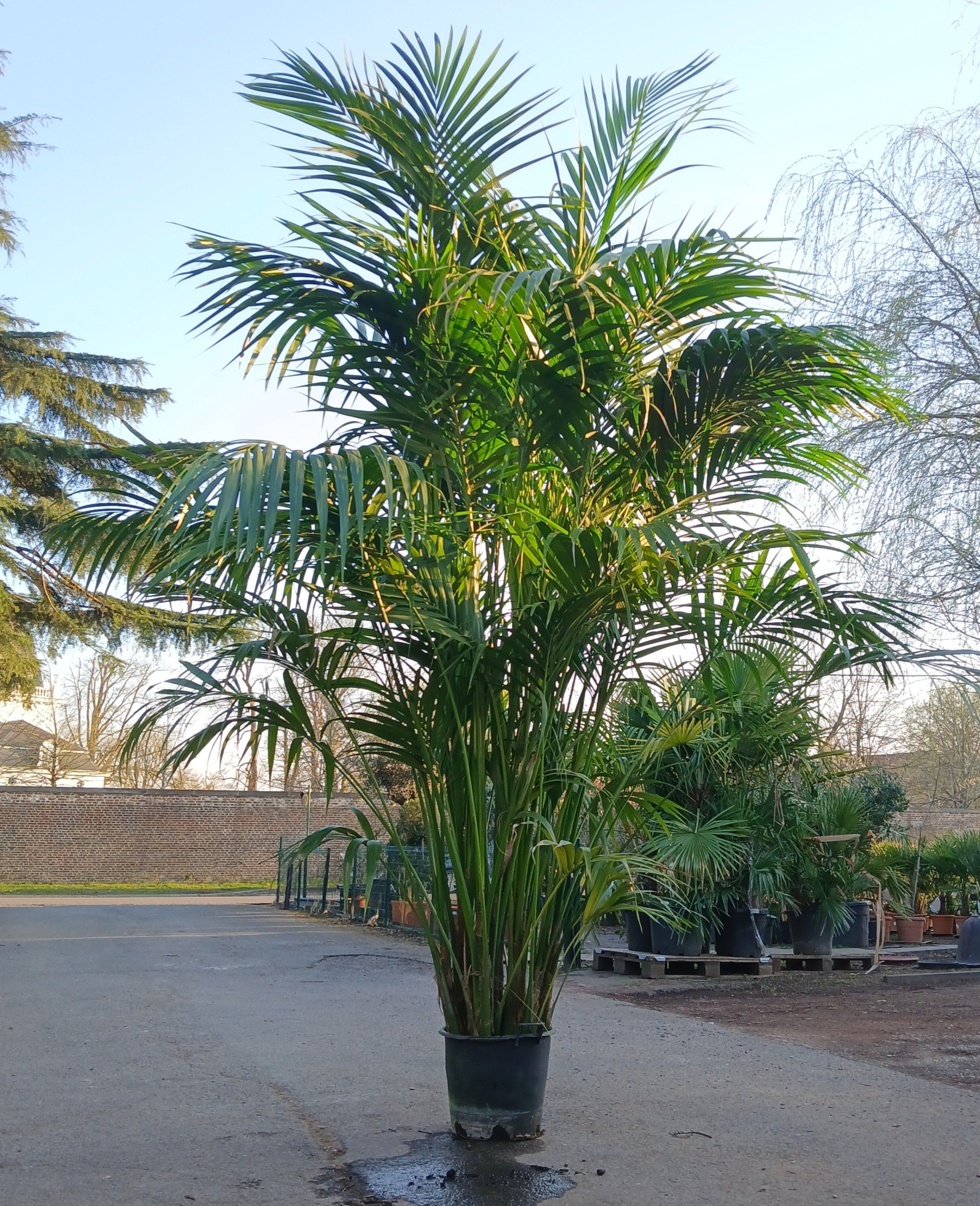 howea forsteriana, D 50 cm