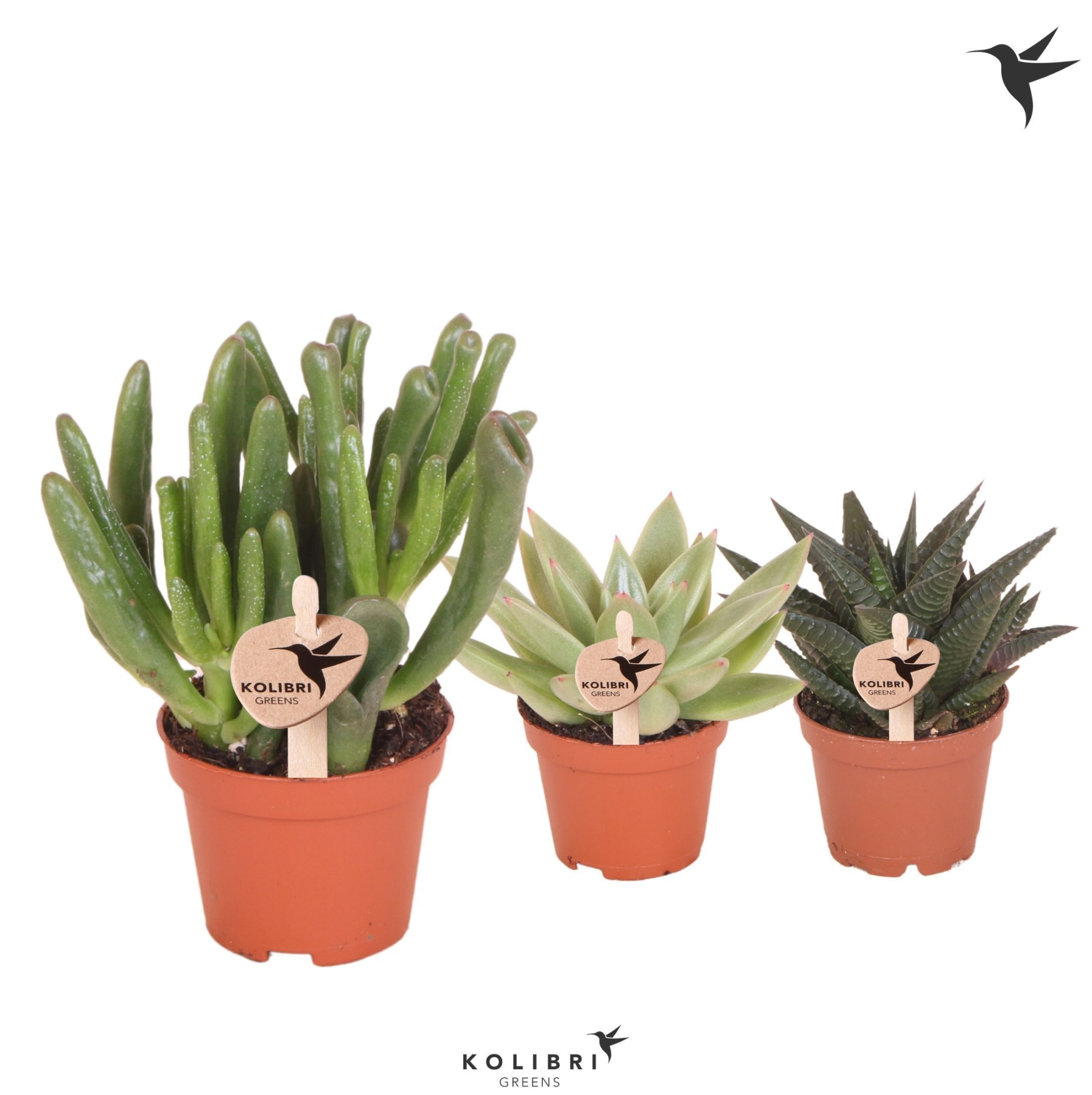 Kolibri Greens Succulenten mix, D 6