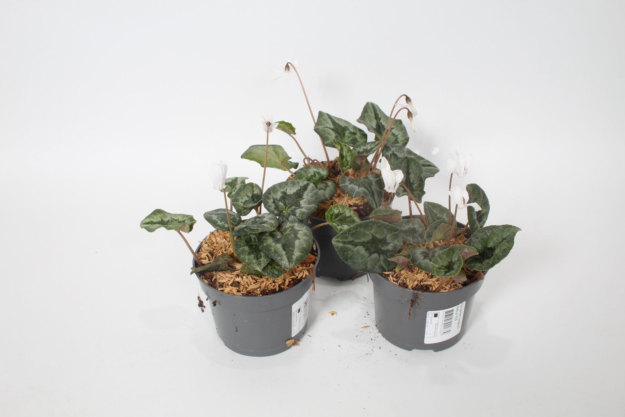 Cyclamen hederifolium Wit, D 10,5 cm