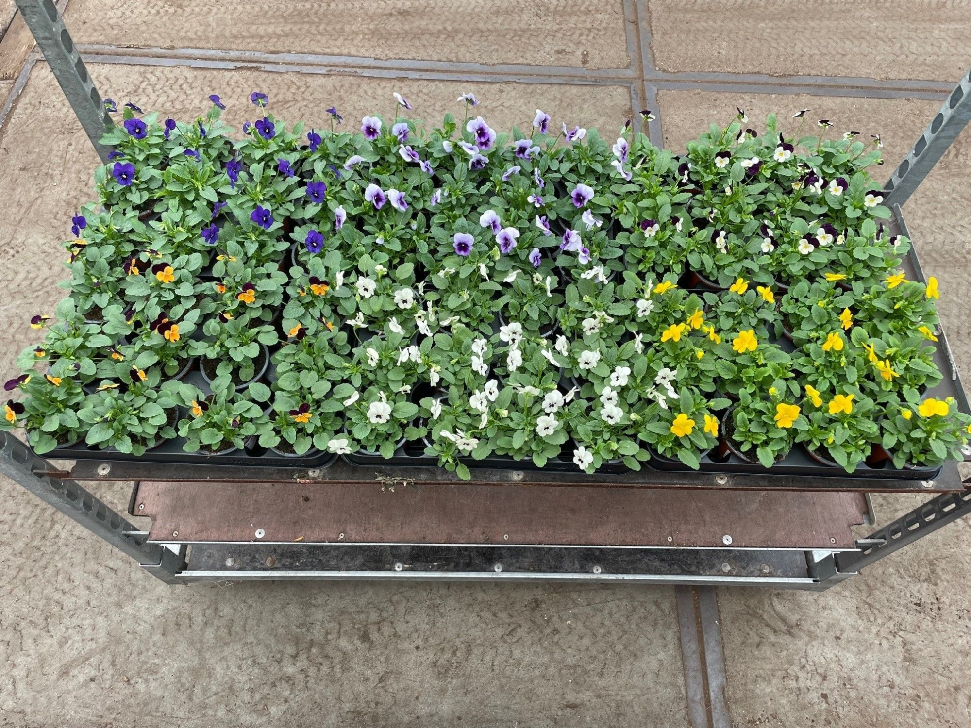 Viola Cornuta mixlaag 212 fust, D 9 cm