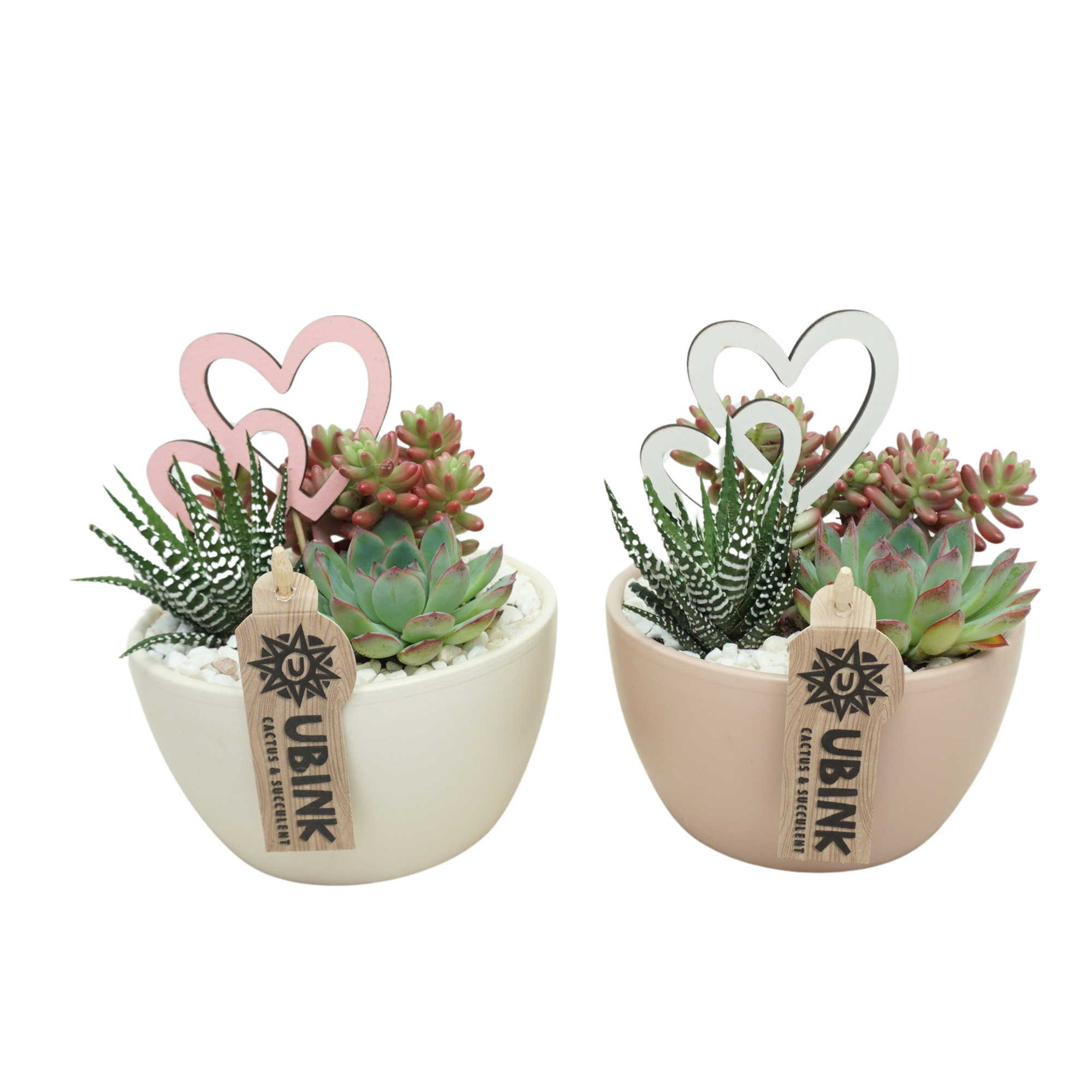 Succulent beplant in 14 cm 'Pastel Schaaltje' met Hartjes, D 14