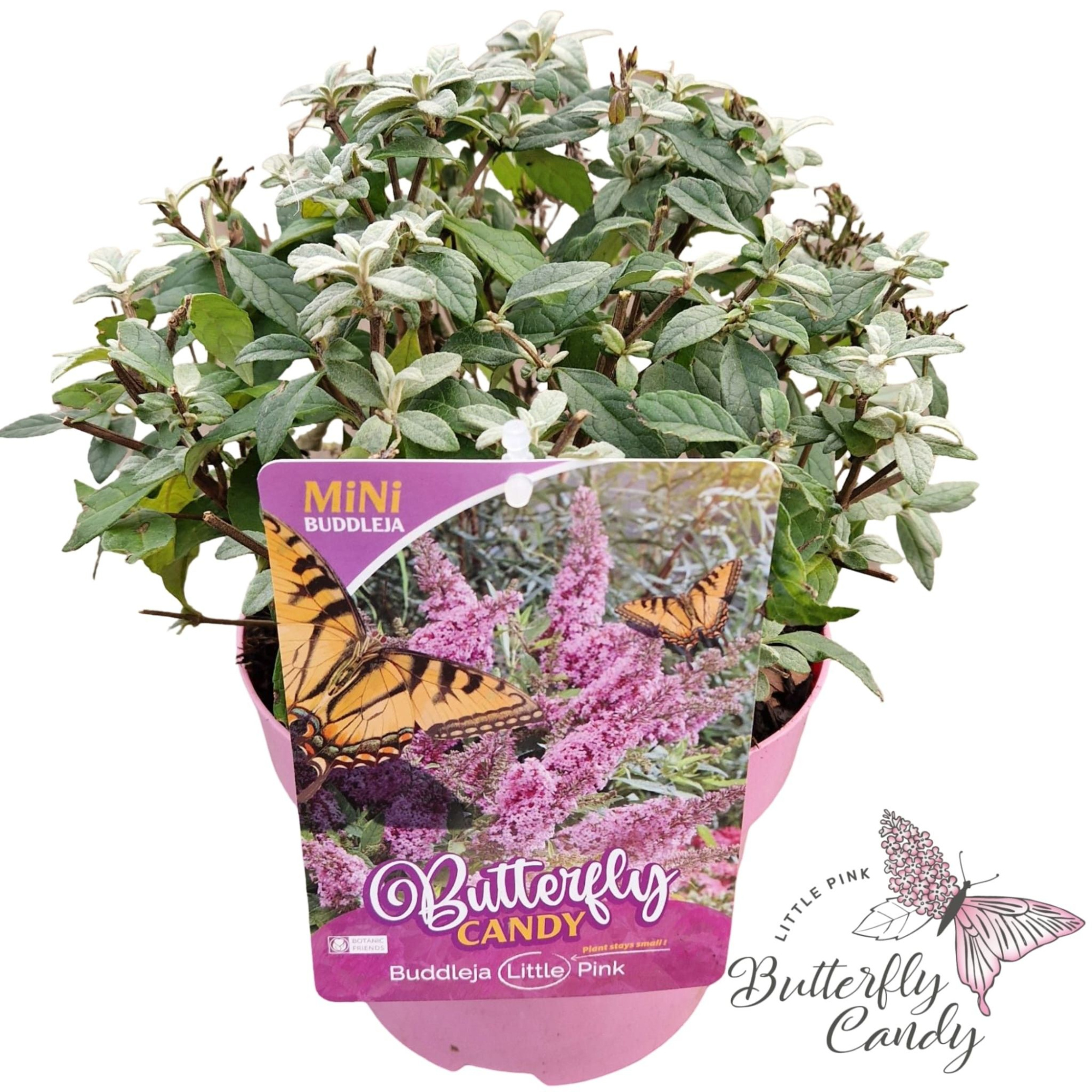 Buddleja d. 'Little Butterfly Candy Pink' ®, D 19 cm