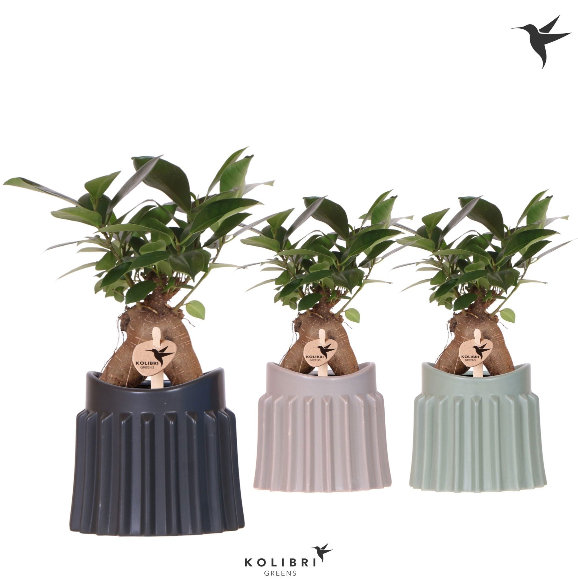 Kolibri Greens Ficus Ginseng Retusa in Raw pot mix, D 9 cm