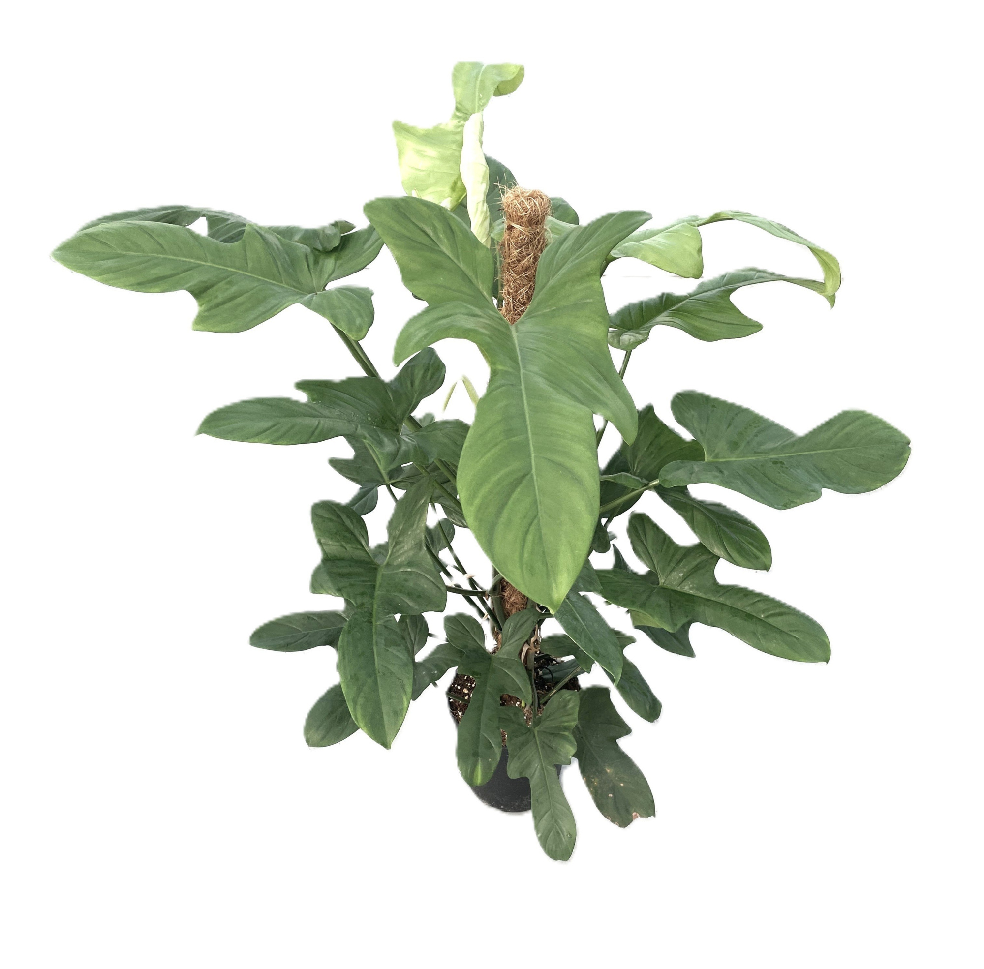 Philodendron bipennifolium 'Silver Violin' p21 mosstok 100cm, D 21