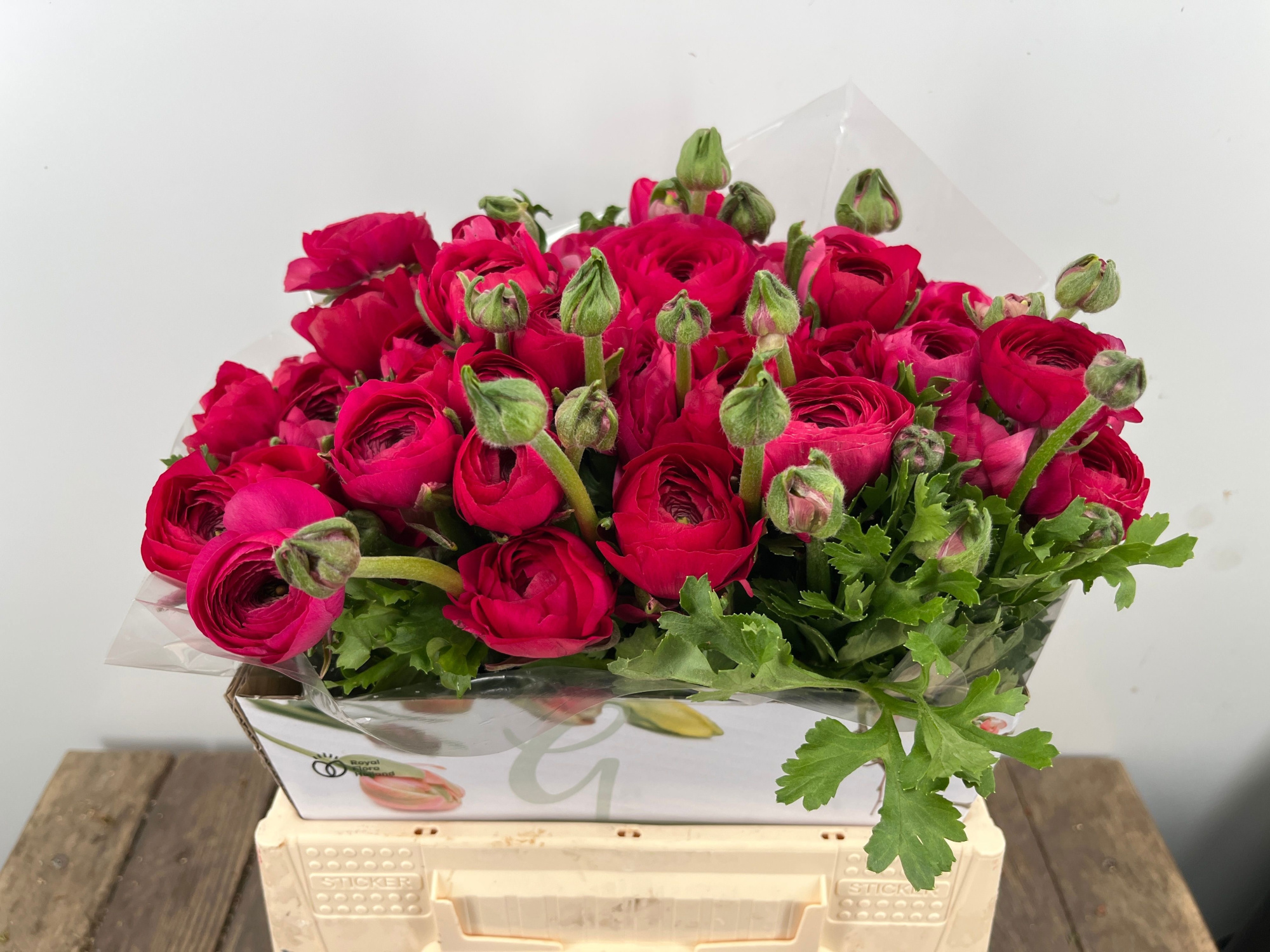 Ранункулус Элеганс Хот Пинк 40, шт.