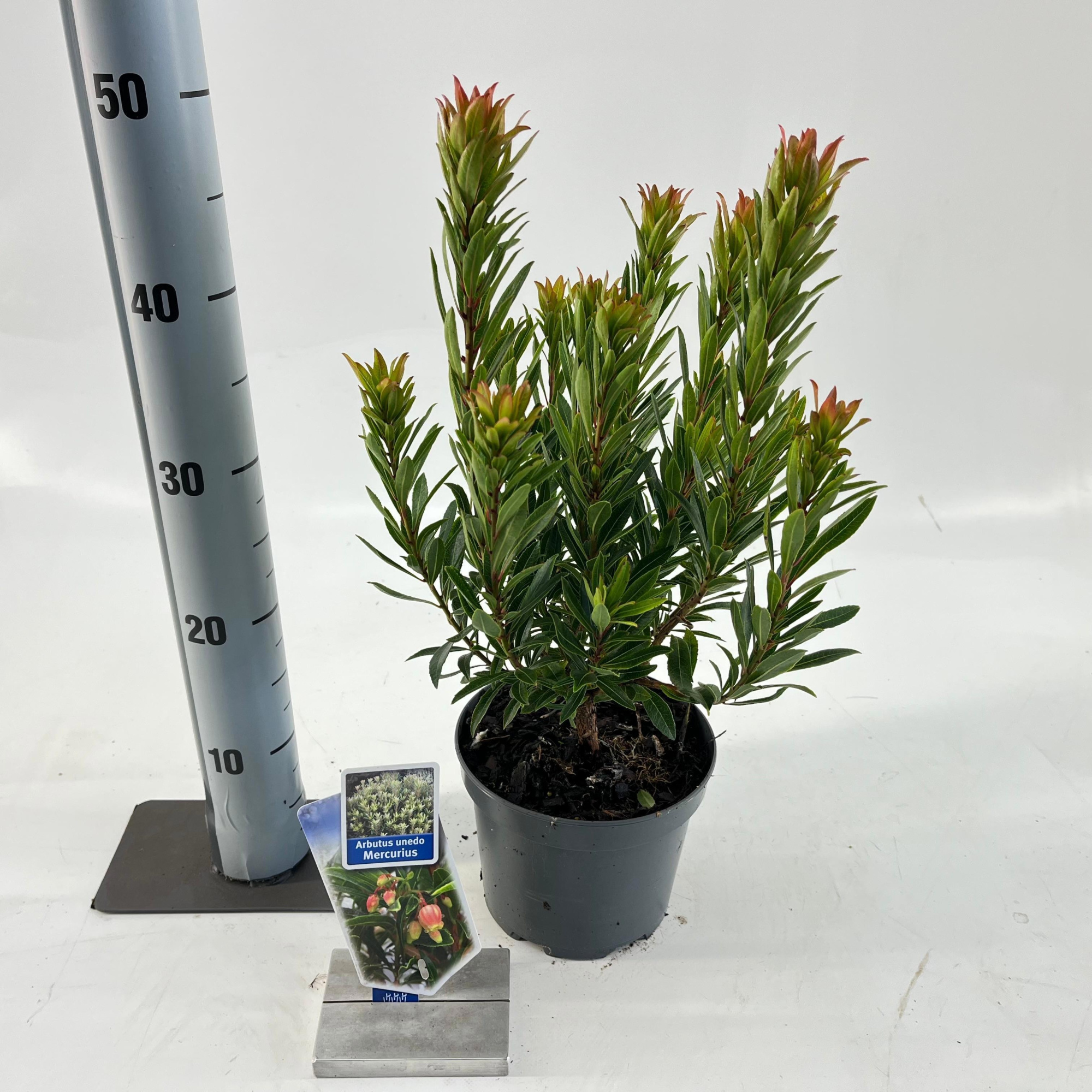 Arbutus unedo Mercurius ('Bocarm'PBR), D 17 cm