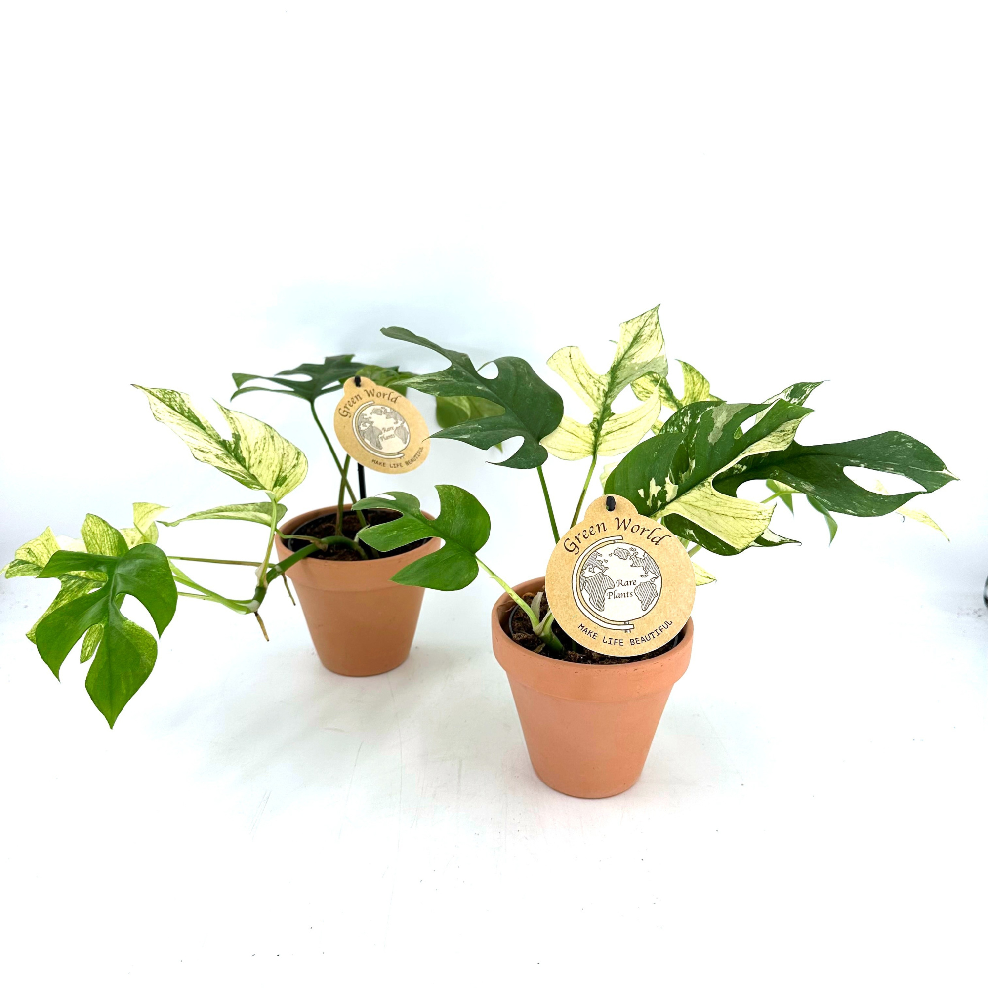 Rhaphidophora tetrasperma Variegata (Monst. Minima Varieg) w/claypot, D 13 cm