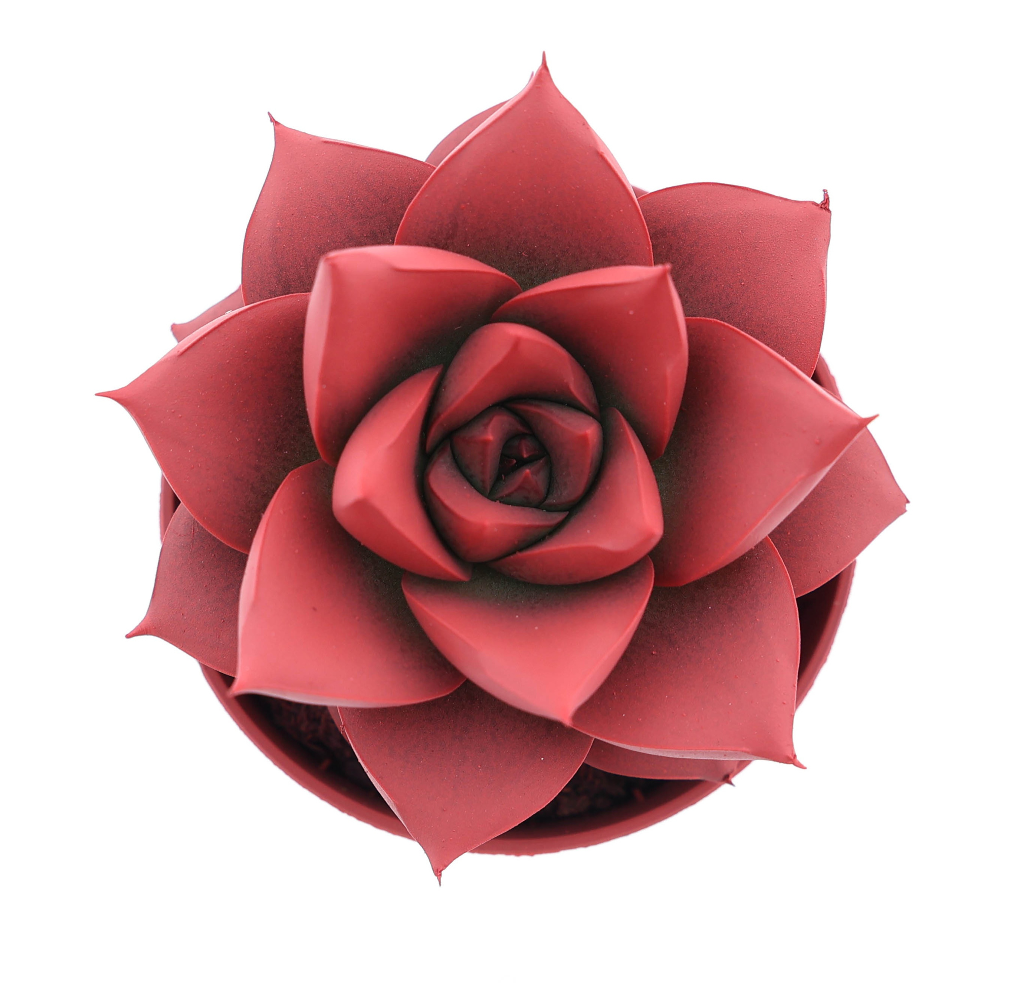 Rainbow purper bright red, D 5,5