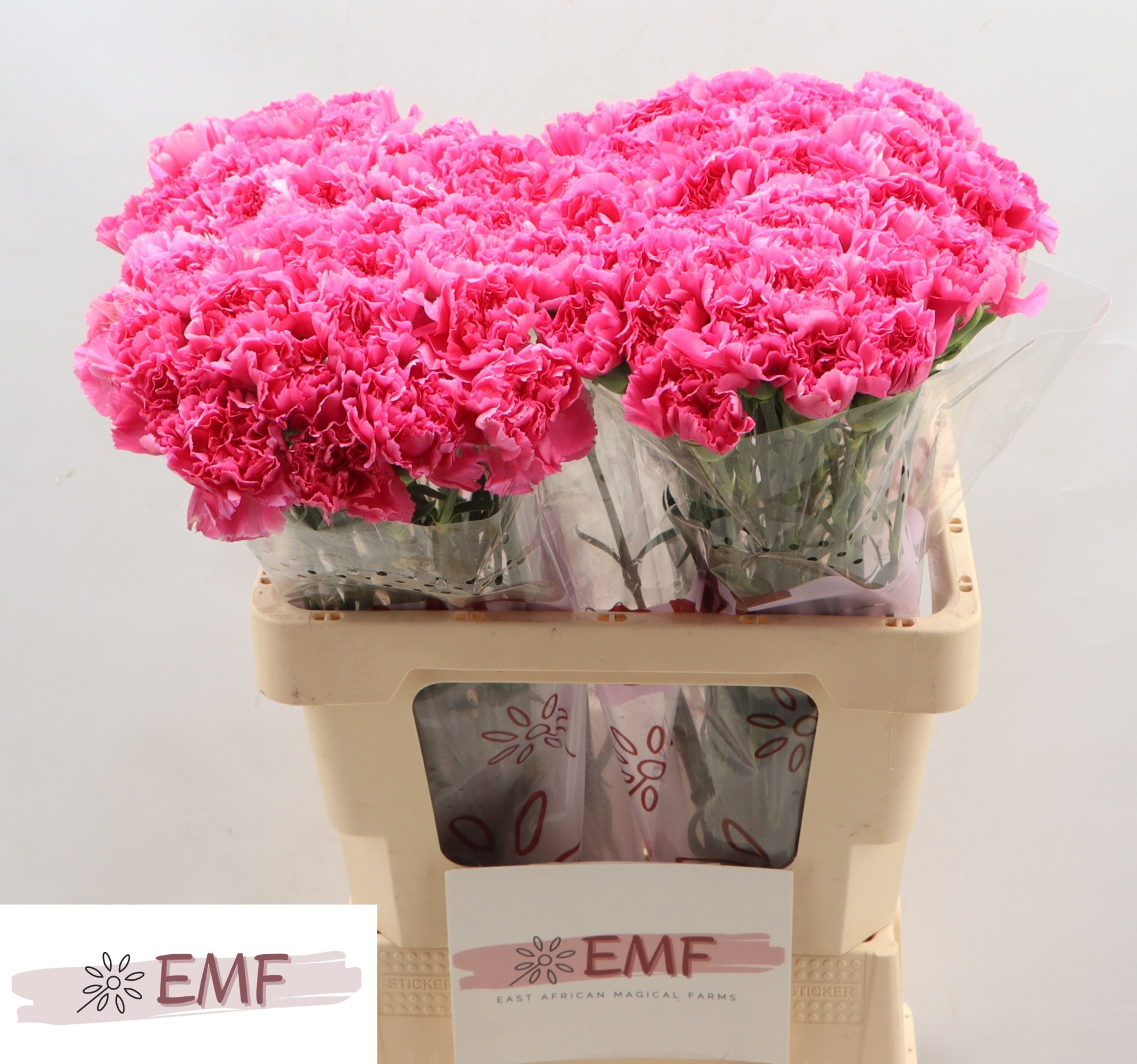 Диантус од. Тоник Голем, шт.