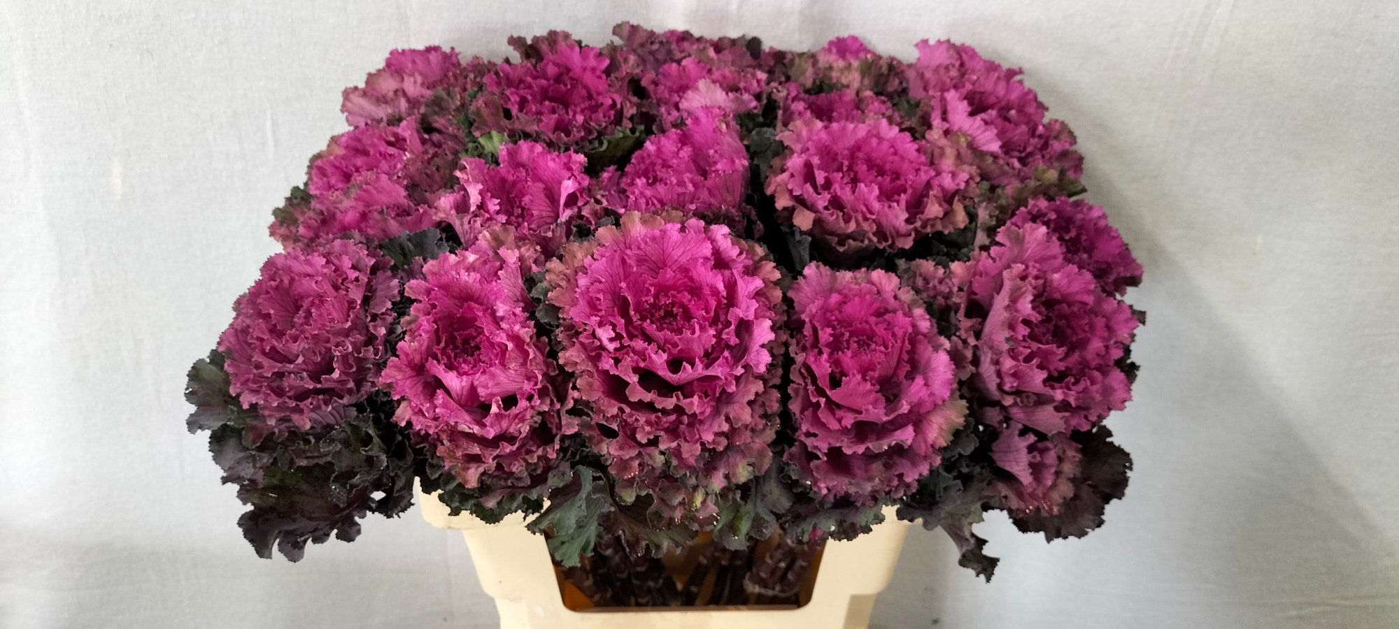 Брассика Ферст Леди 60, шт.