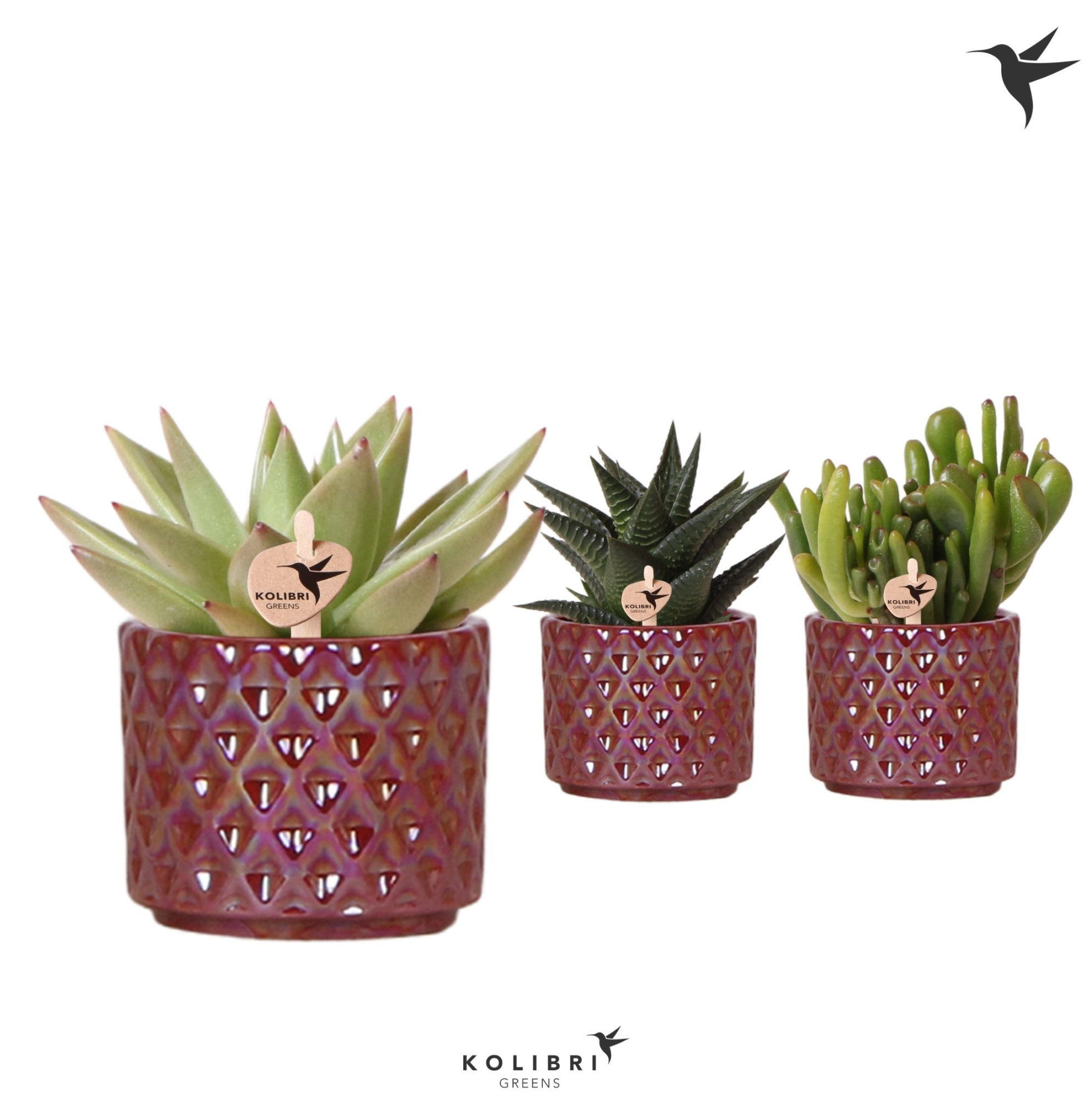 Kolibri Greens Succulenten mix in Diamond Pearl pot red, D 6