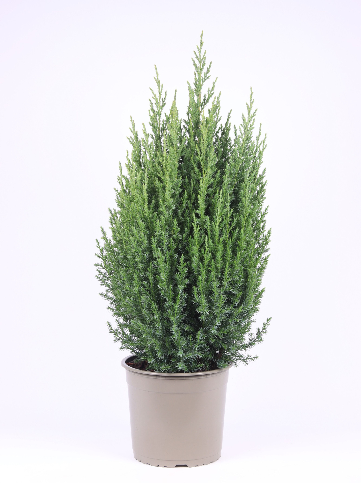 Juniperus chinensis 'Stricta', D 23 cm