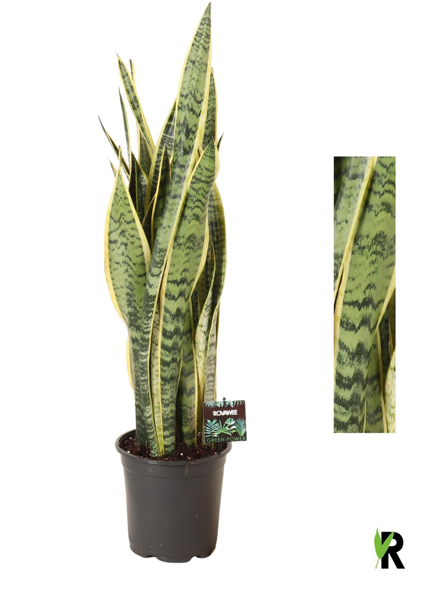 Sansevieria trif. Laurentii, D 21 cm