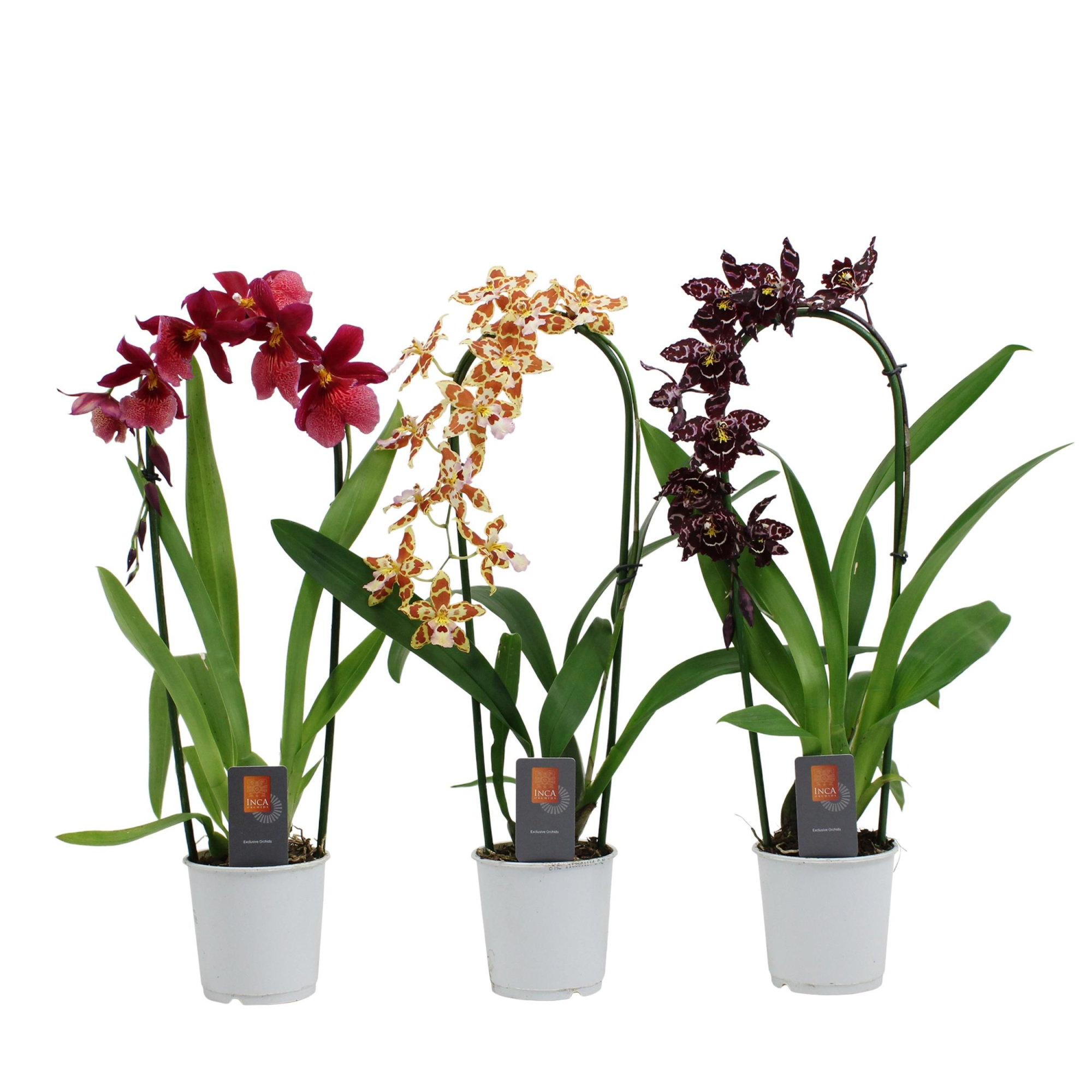 Inca Cambria mix cascade 9cm, D 9 cm