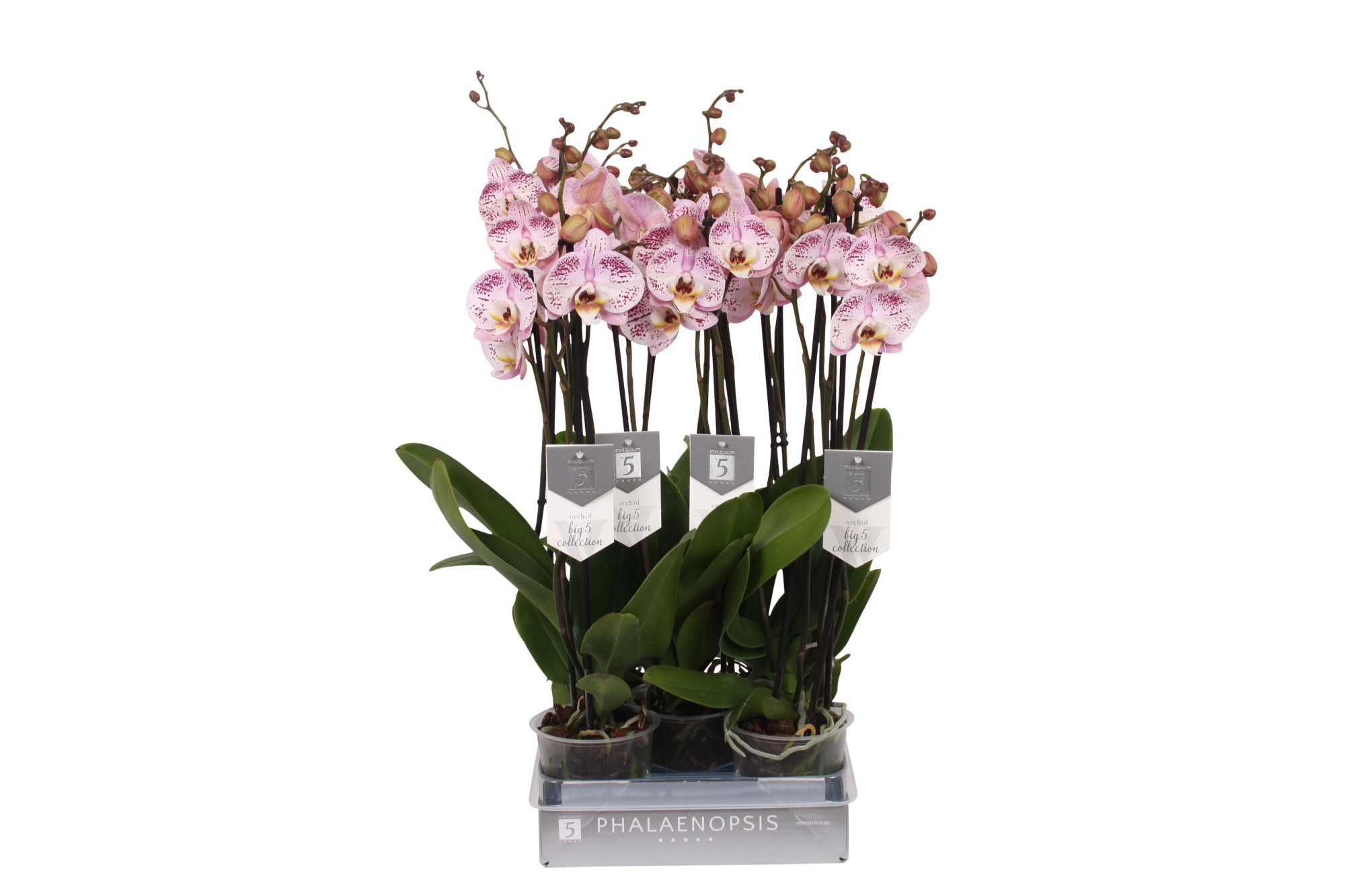 Phalaenopsis Spotted World, 3-spike 22+, D 12